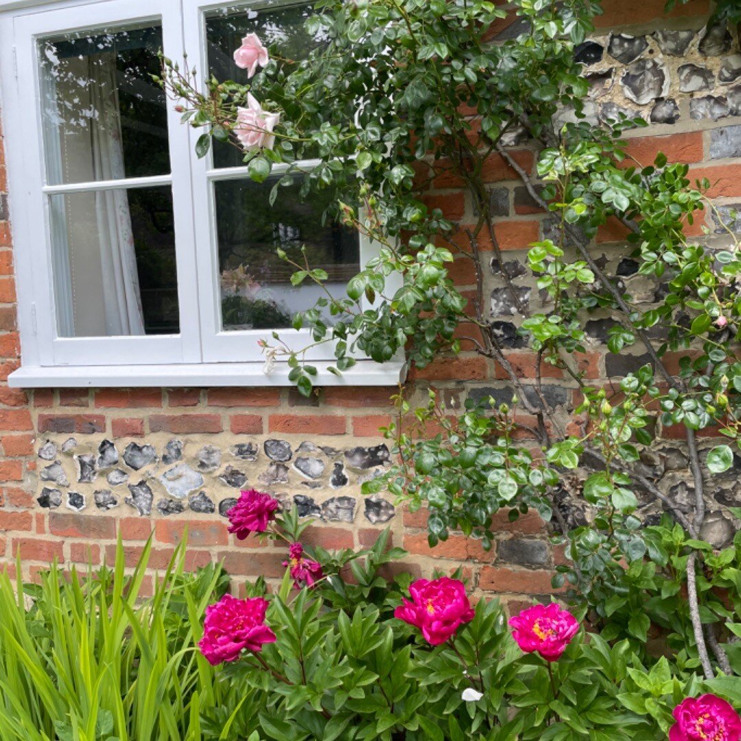 Roses and peonies. 💕 #cottagegarden #roses #climbingrose #newdawn #newdawnrose #peony #peonies #englishgardens #rosesoverthewalls #brickandflintcottage #brickandflintwall
