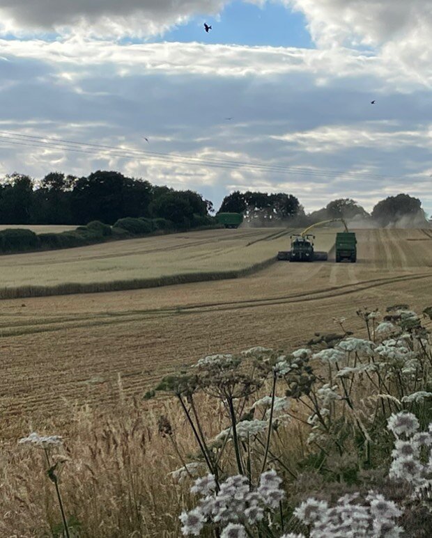 Amazing watching 6 red kites circulating hoping for some supper while the combines harvested some oats. #redkites #naturalengland #harvest #harvestingoats #birdsofprey #wildbirdsofprey #wildredkites #wildredkite #britishfarming #rurallife #villagelif