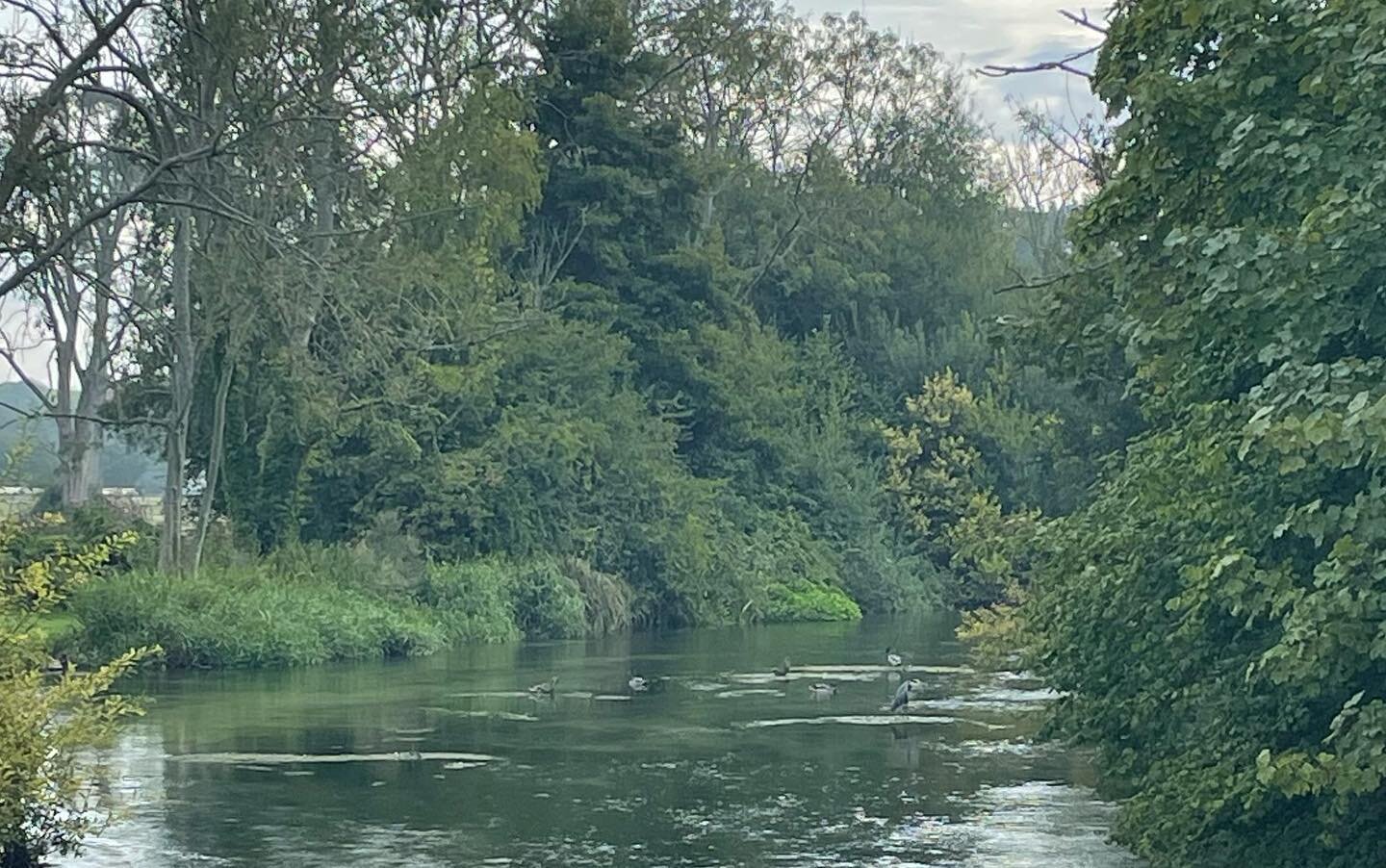 A local #heron has been enjoying our beautiful #chalkstream river by one of the bridges this week. #zoomin This week though, only a few metres, on the other side of the river the heron was joined by an #egret  #twitcher #birdwatching #villagebirds #c