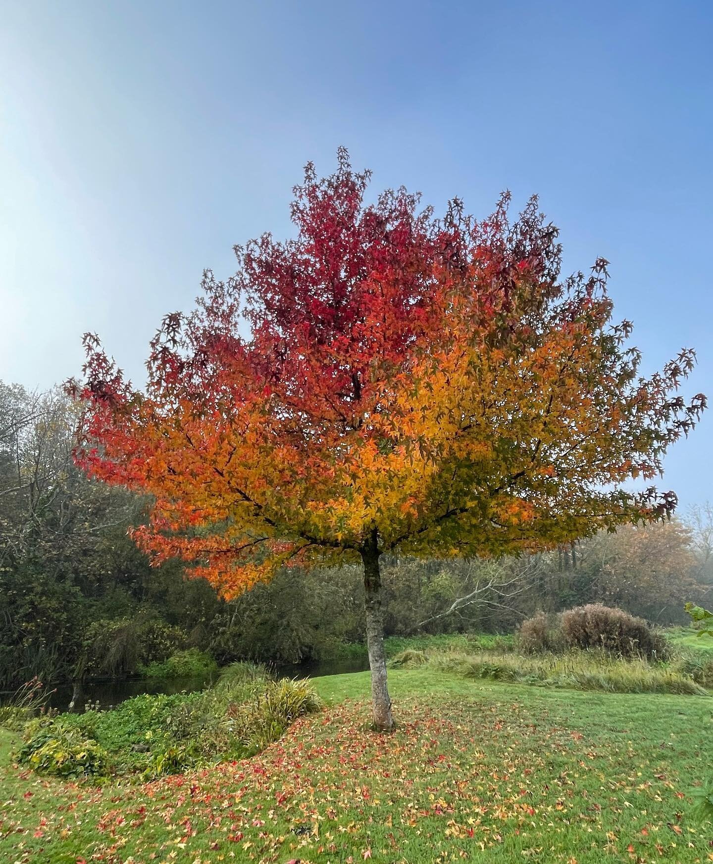 Can&rsquo;t believe it has been 2 years since we last posted this beautiful village tree. Every year it&rsquo;s incredible flame like appearance is a wonderful sight. It also helps that it is located next to the road so is a useful point for directio