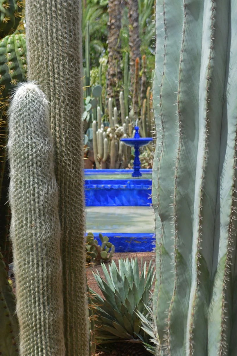 JARDIN MAJORELLE | MARRAKECH | MOROCCO