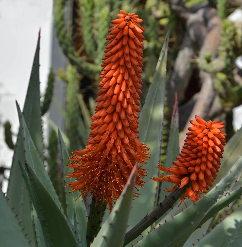  SAN MIGUEL DE ALLENDE  |  MÉXICO 
