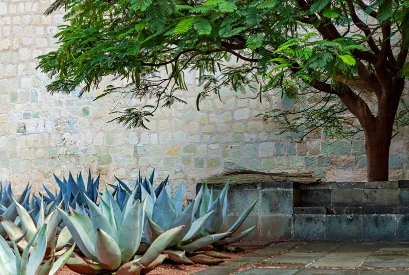  SANTO DOMINGO  |  OAXACA  |  MÉXICO 