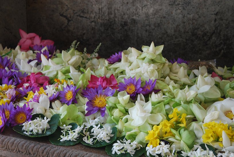  OFFERINGS  |  KANDY   |  SRI LANKA 