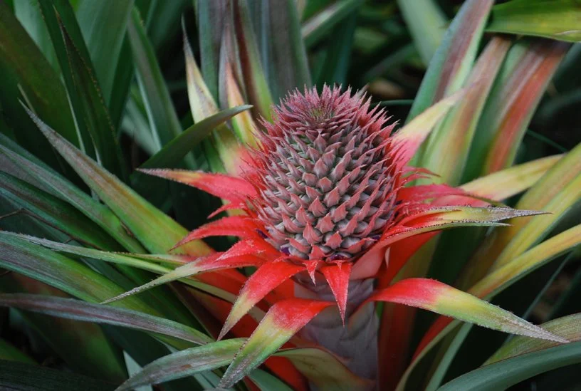  PINEAPPLE  |  KARNATAKA  |  INDIA 