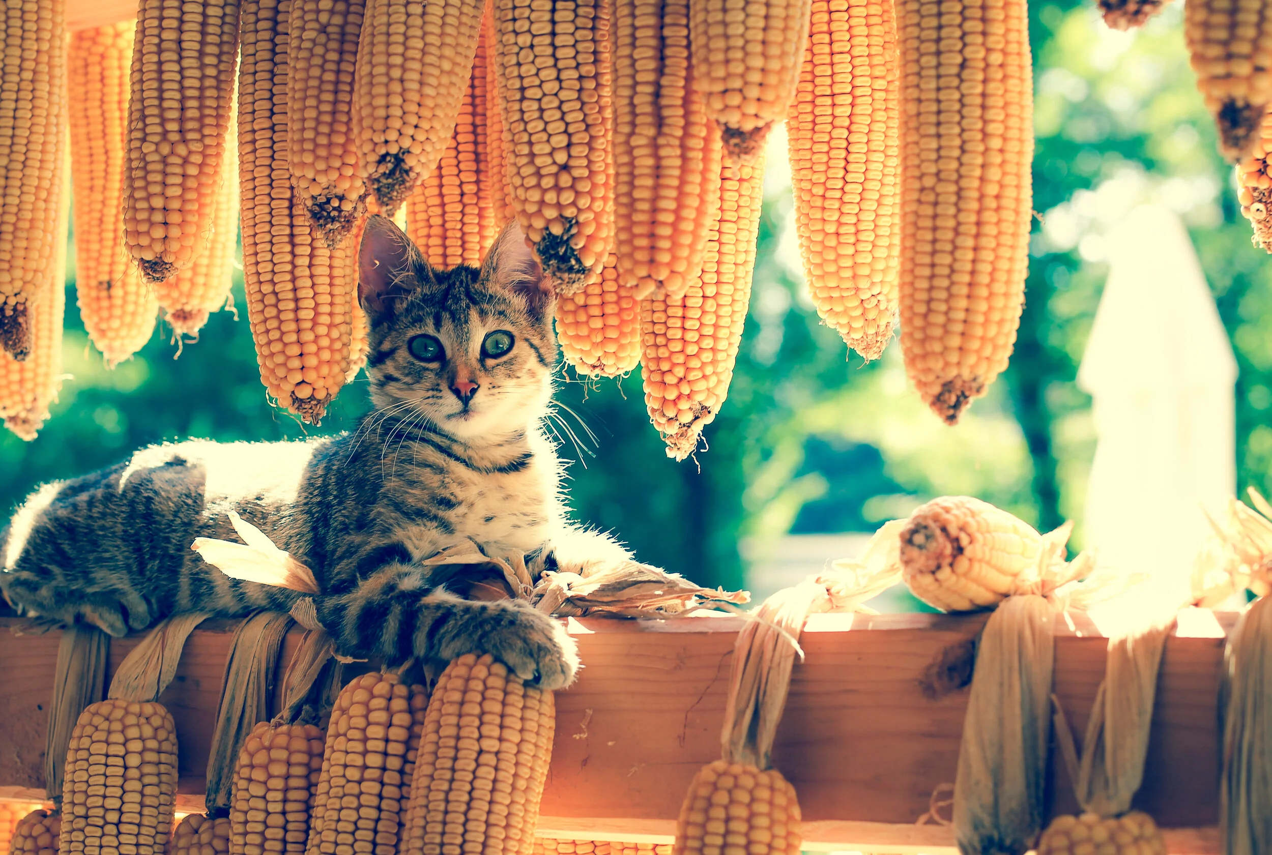 12 Human Foods You Should Never Feed Your Cat