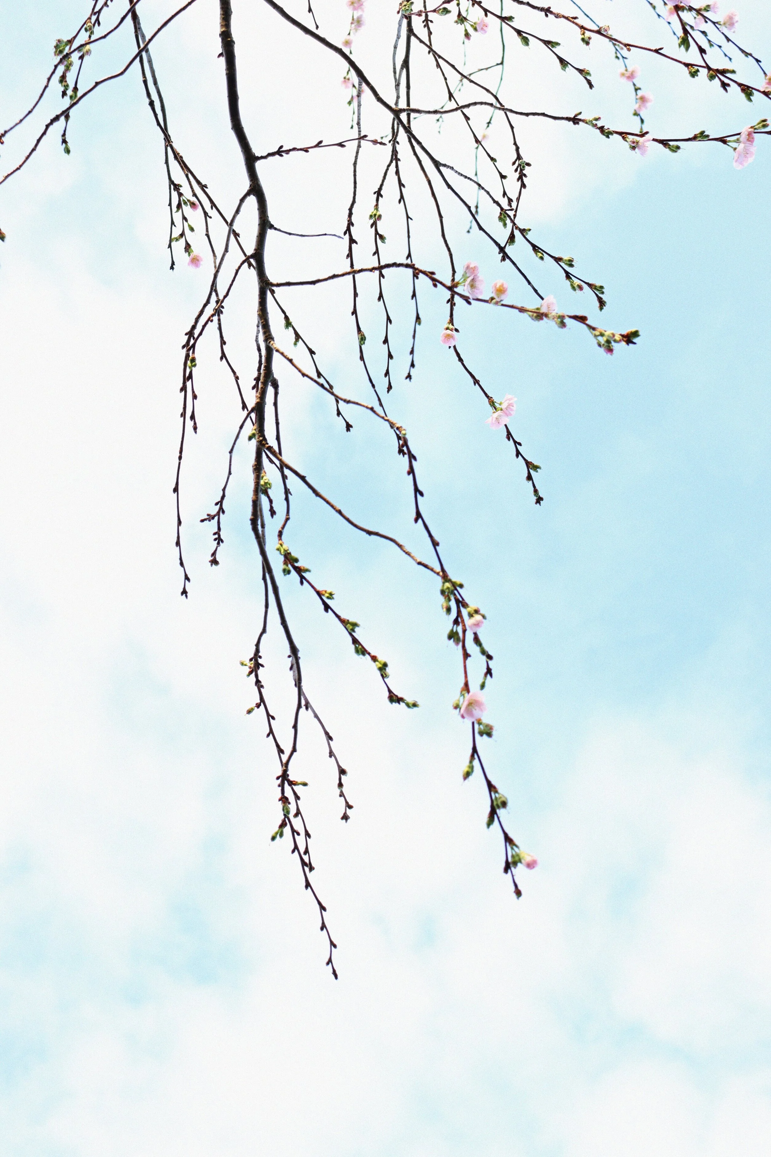 blossoms-margaret-polinder-unsplash.jpeg