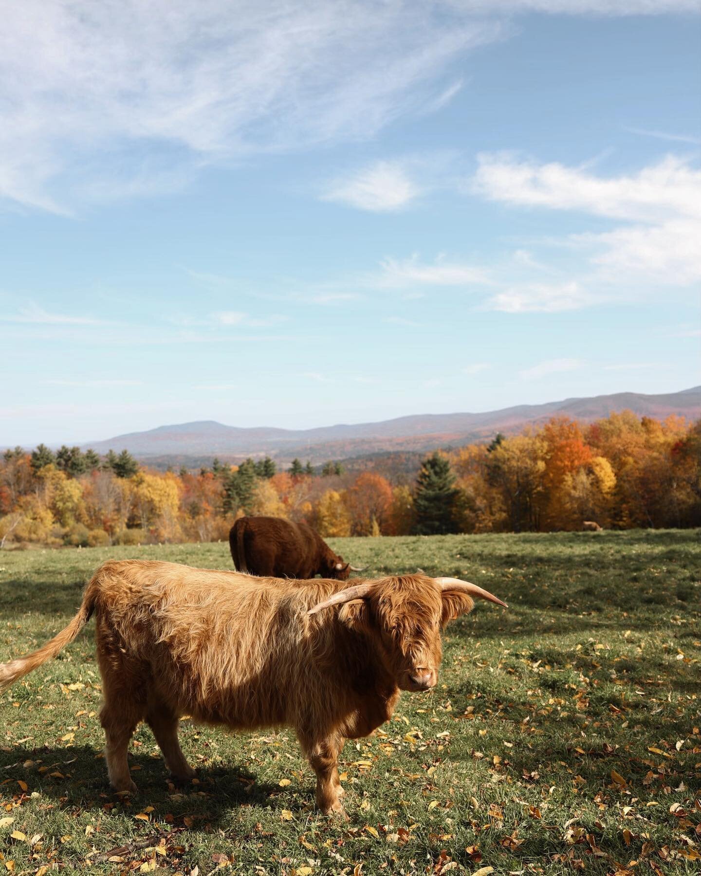i wanted to take this cow with me as a pet

#vermontfall #vermontfoliage #vontrappfamilylodge #newenglandfall #exploreeverywhere #shetravels #travelpicsdaily #traveldiaries