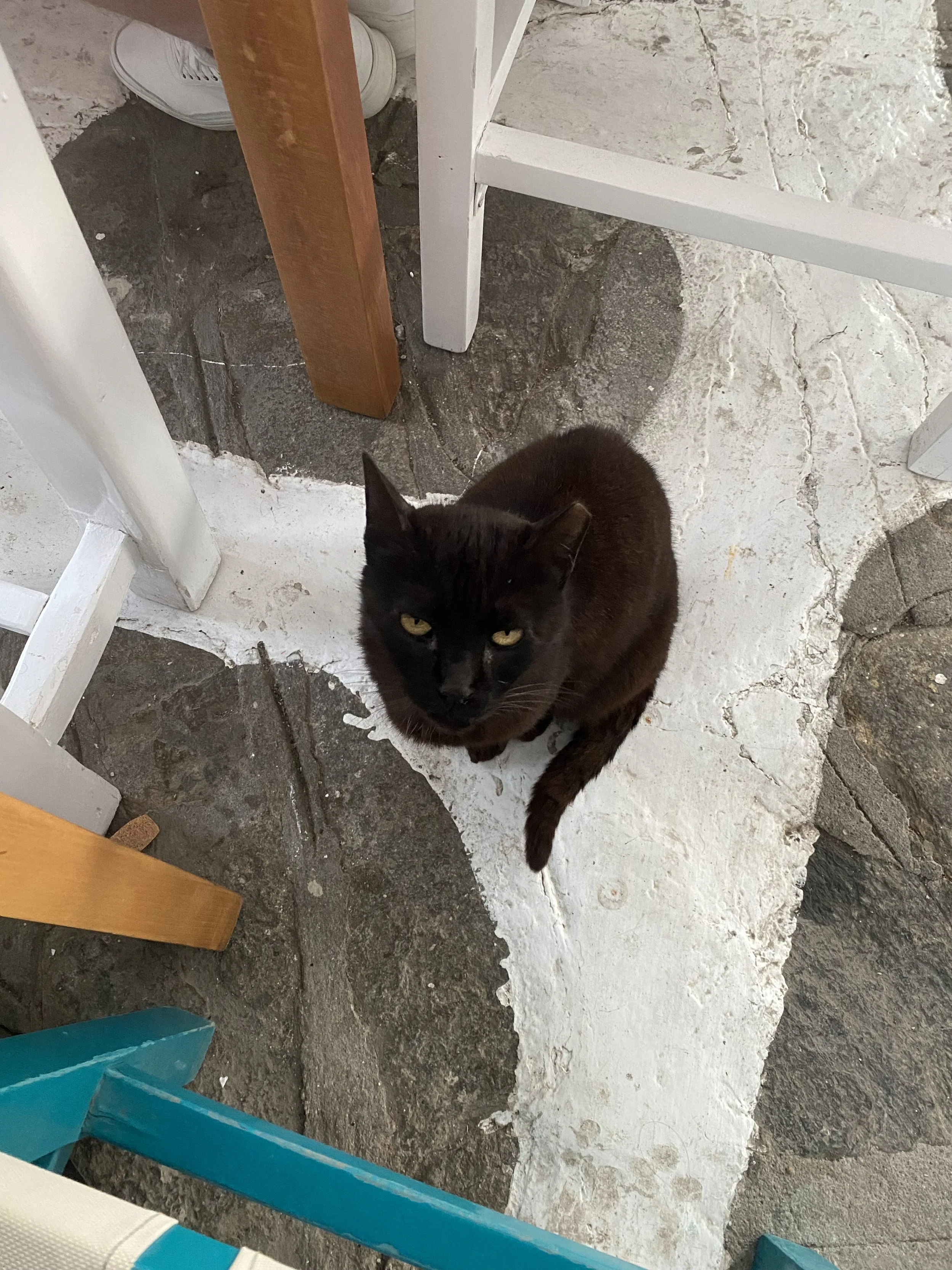 One of the many cats roaming the streets of Mykonos