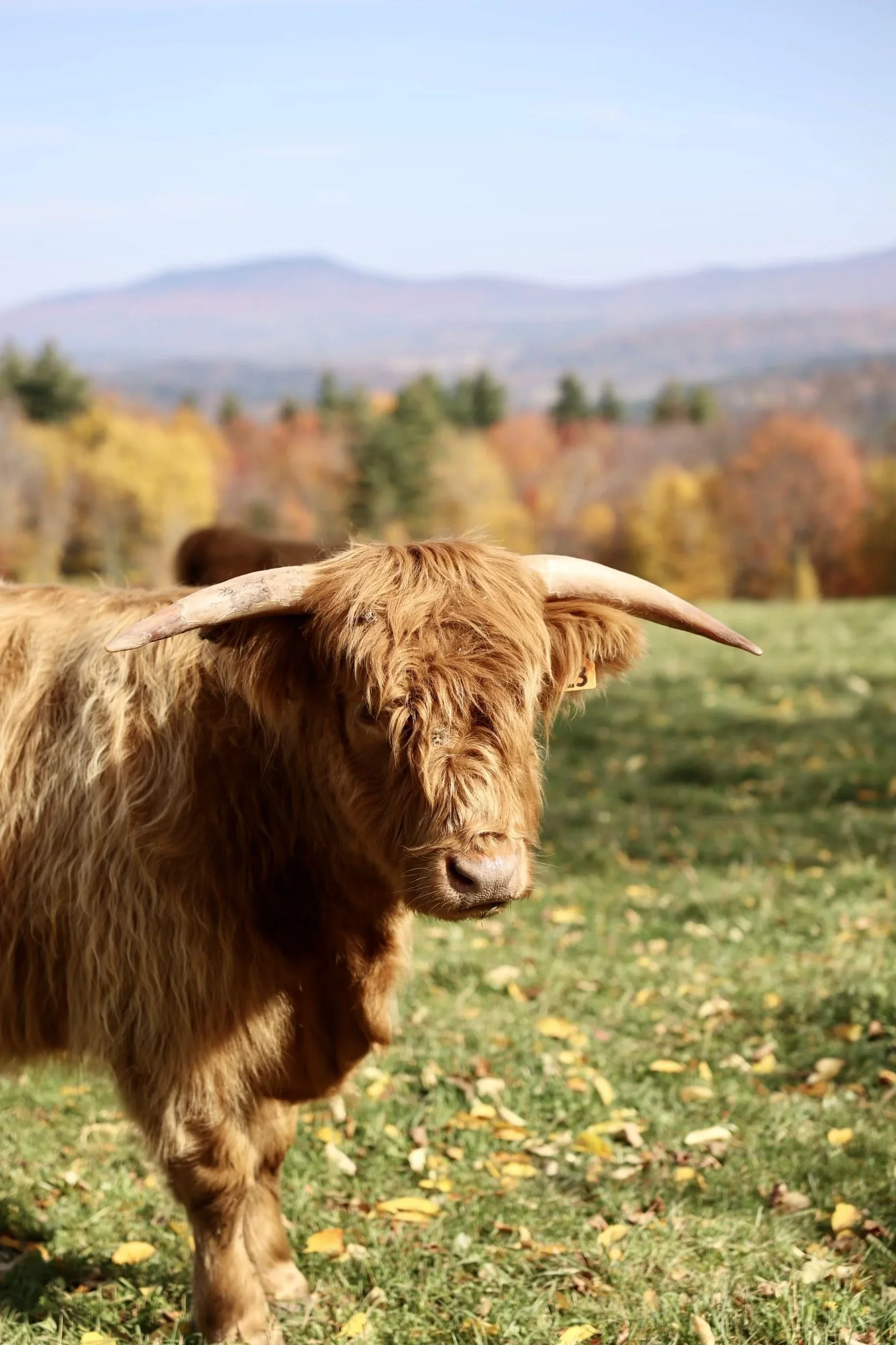 highland cows in burlington, vt