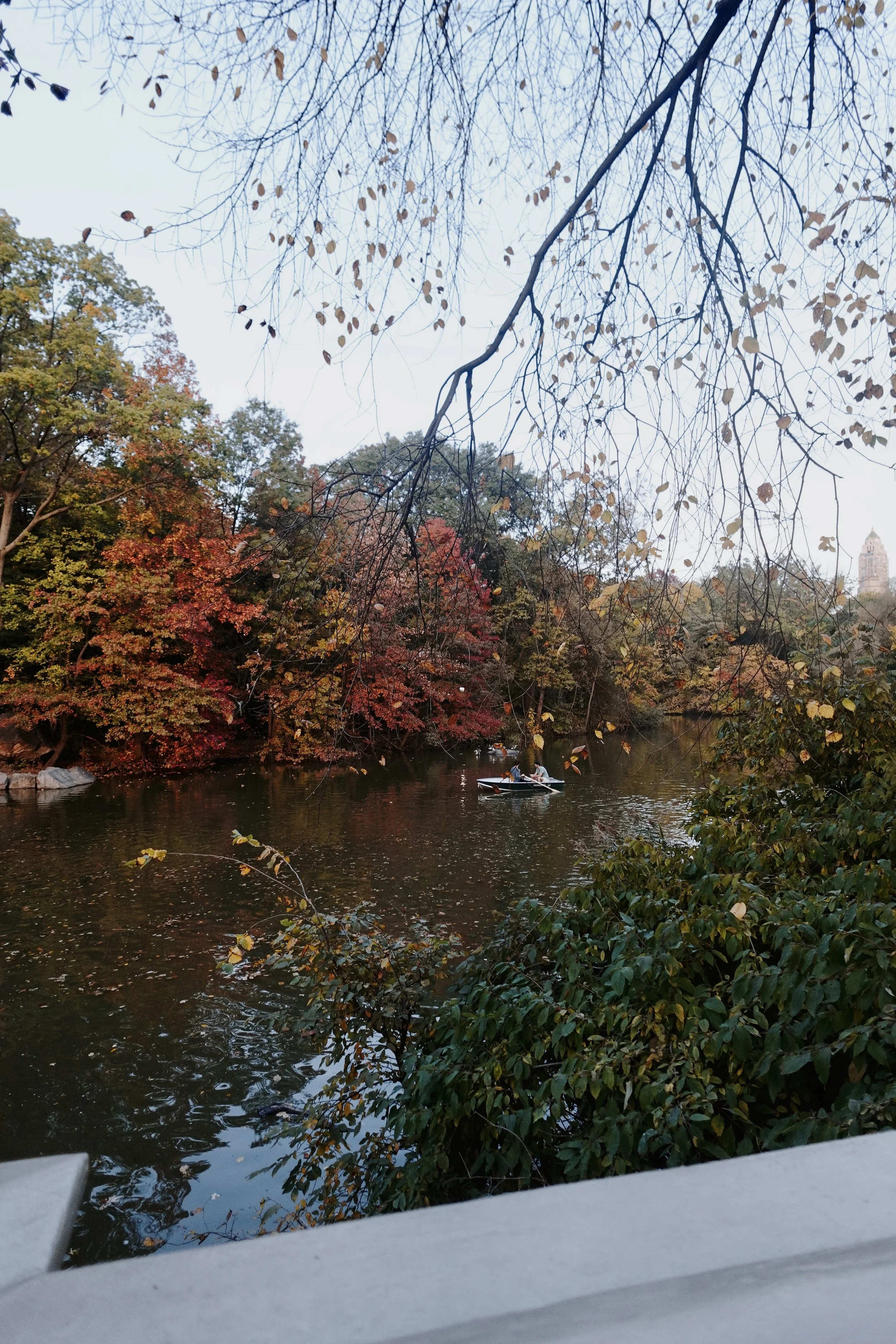 Autumn walk through Central Park in New York City surrounded by golden fall foliage