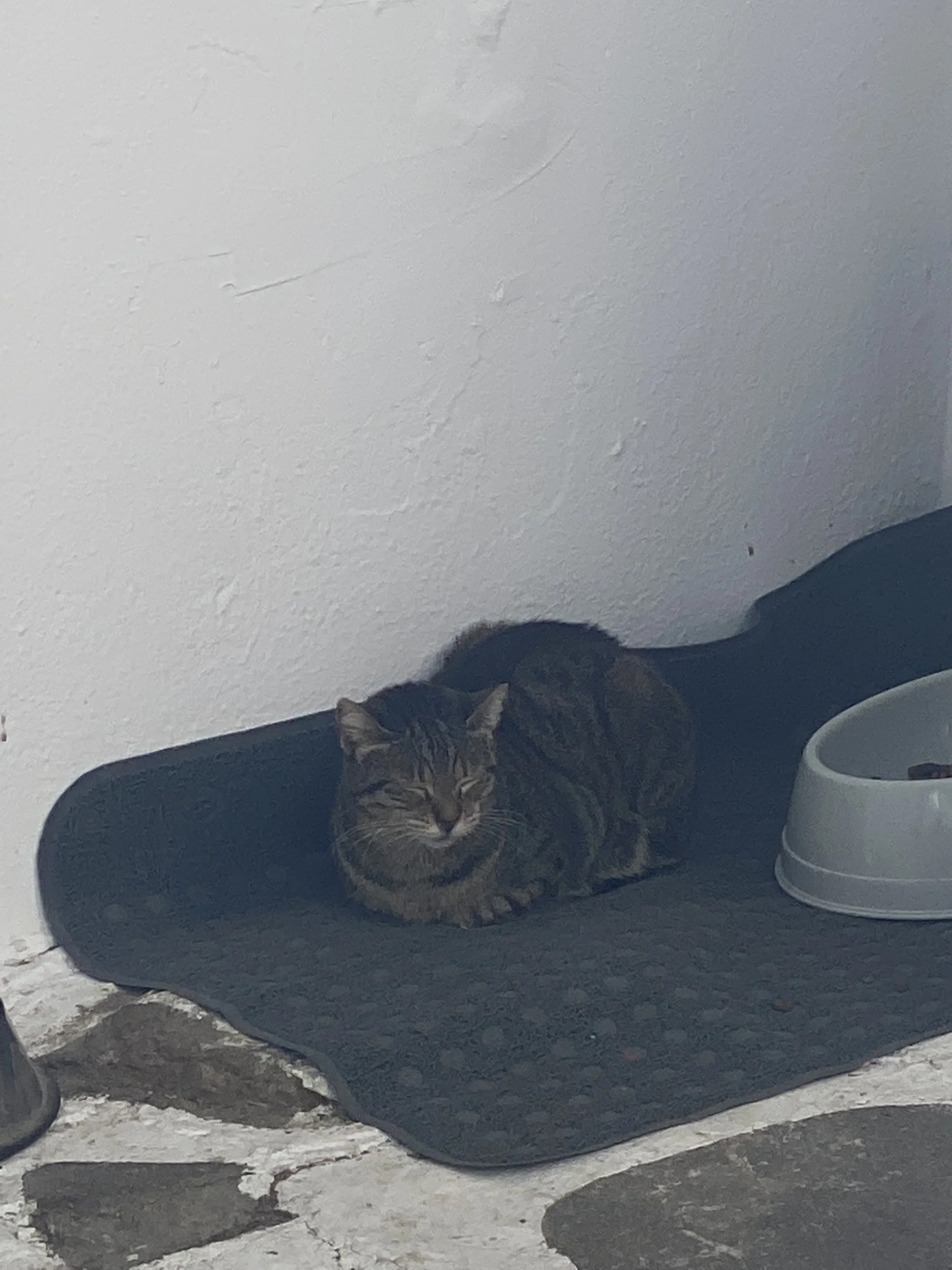 One of the many cats roaming the streets of Mykonos