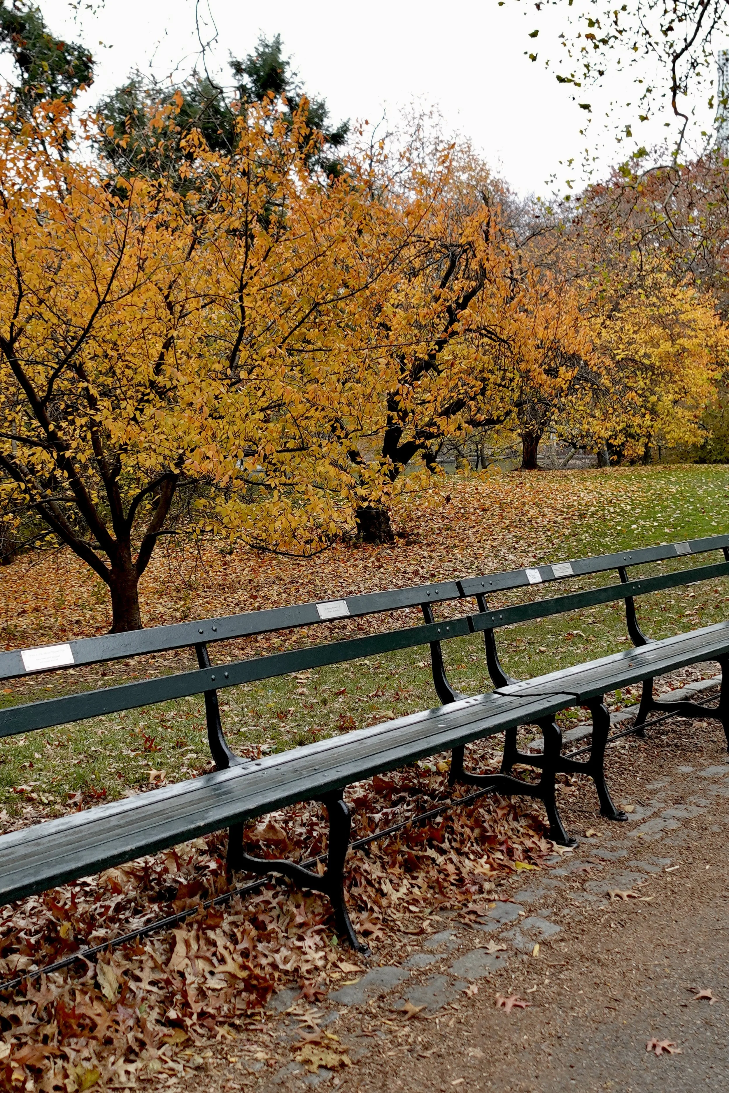 Fall in New York City with colorful trees, brownstones and cozy neighborhood streets