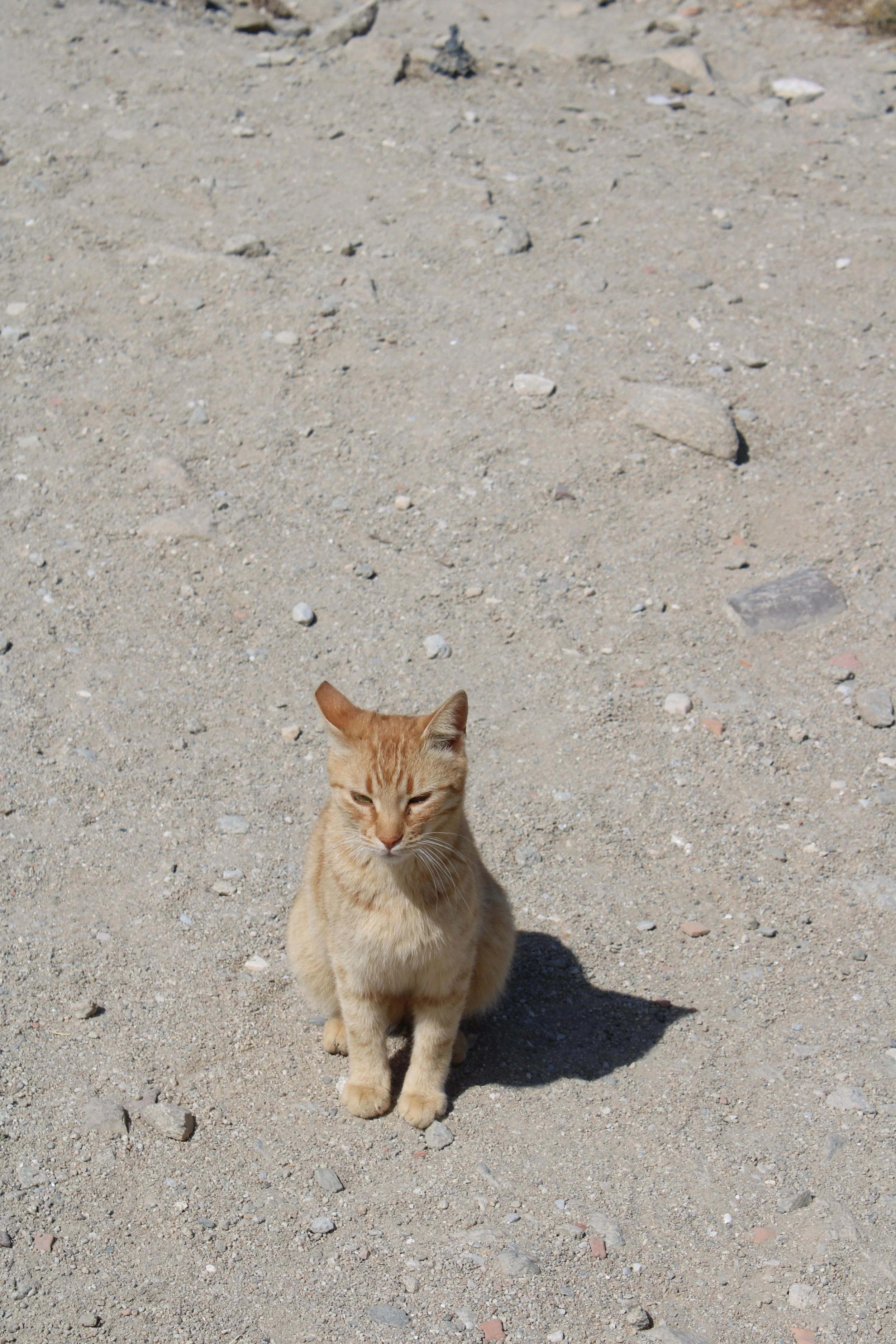One of the many cats roaming the streets of Mykonos