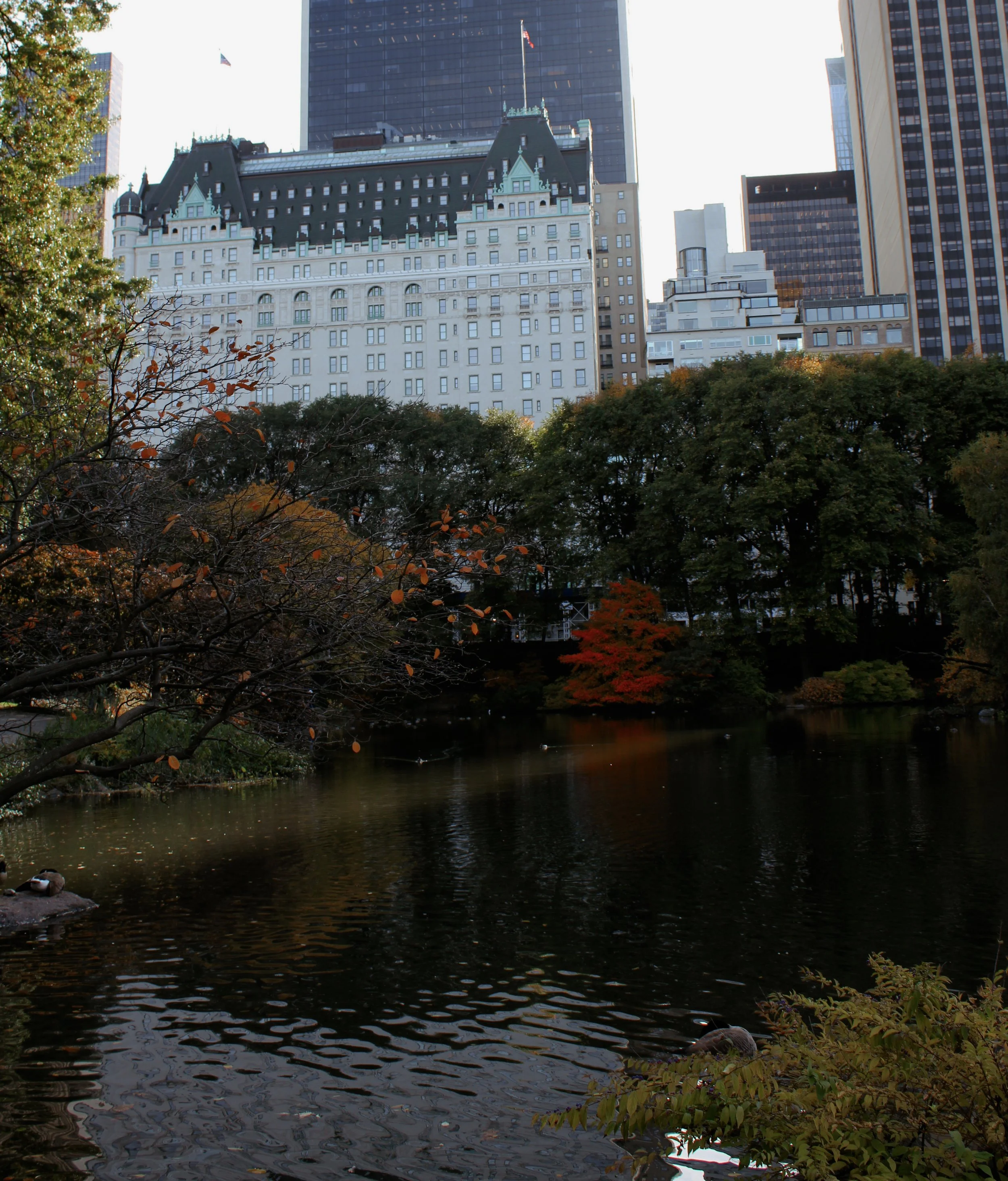 Autumn walk through Central Park in New York City surrounded by golden fall foliage