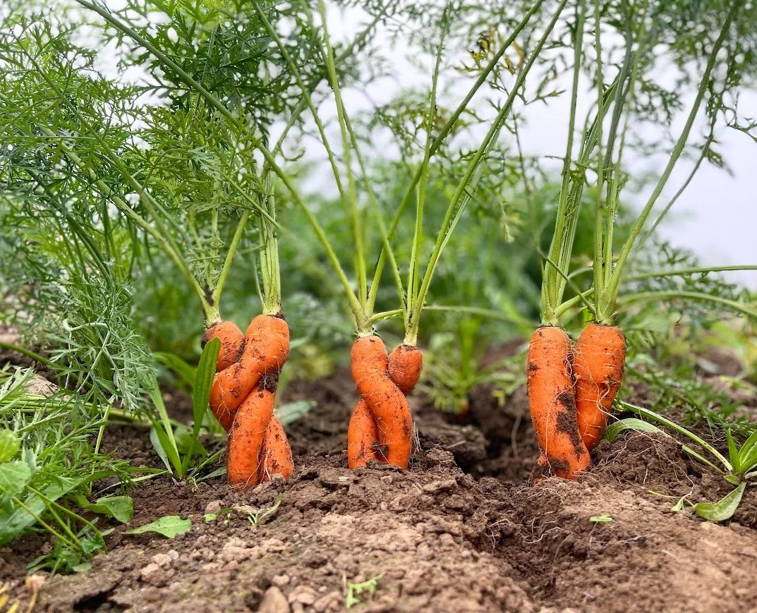 The 2027 Vegetable CSA! 20 Weeks