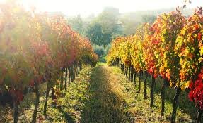 stefaniabarbotvineyard.jpg