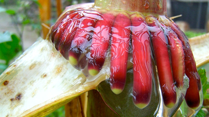 The Slimy Corn Plant That Is Helping Fight Climate Change