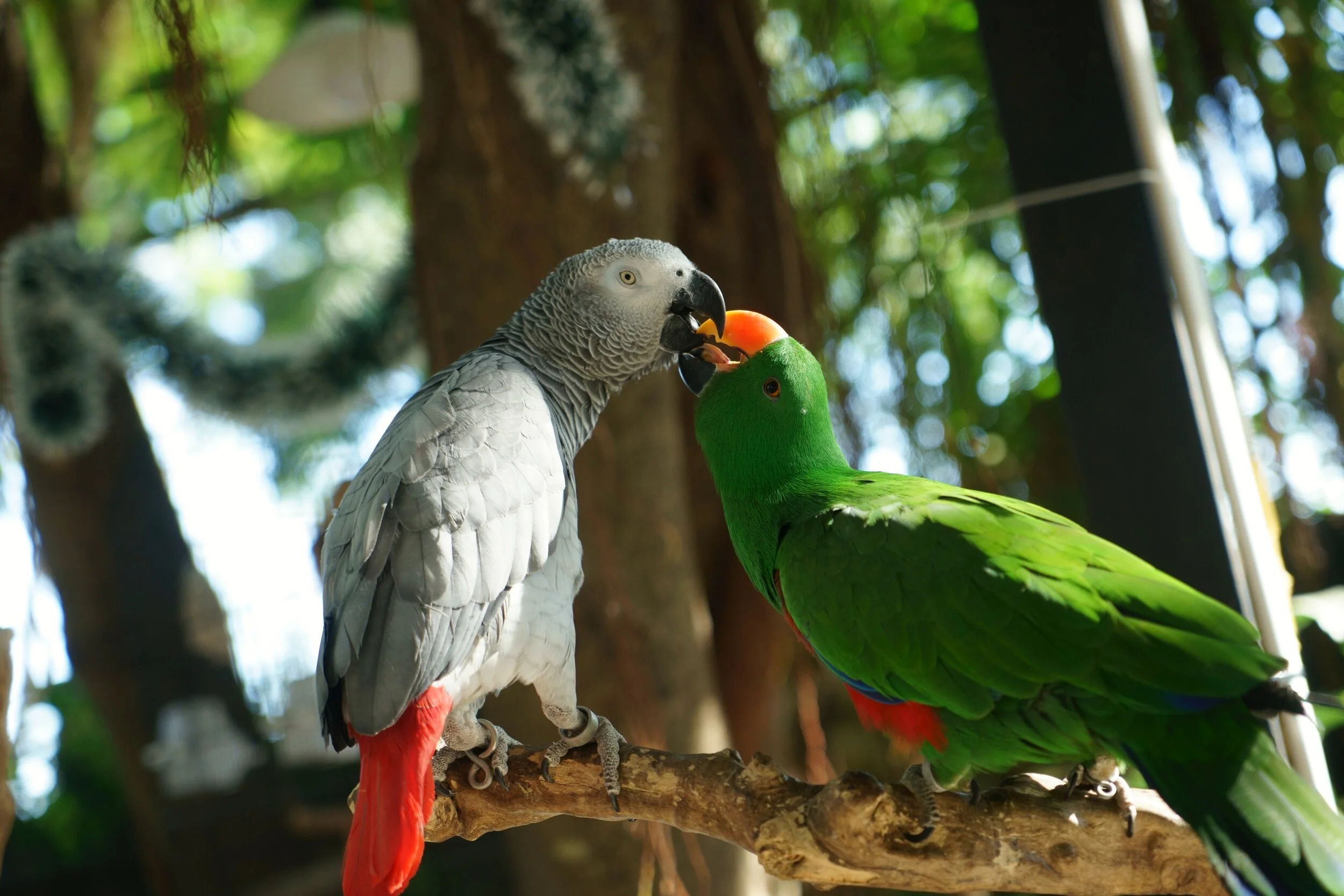 Birds Who Play Have Bigger Brains And Live Longer