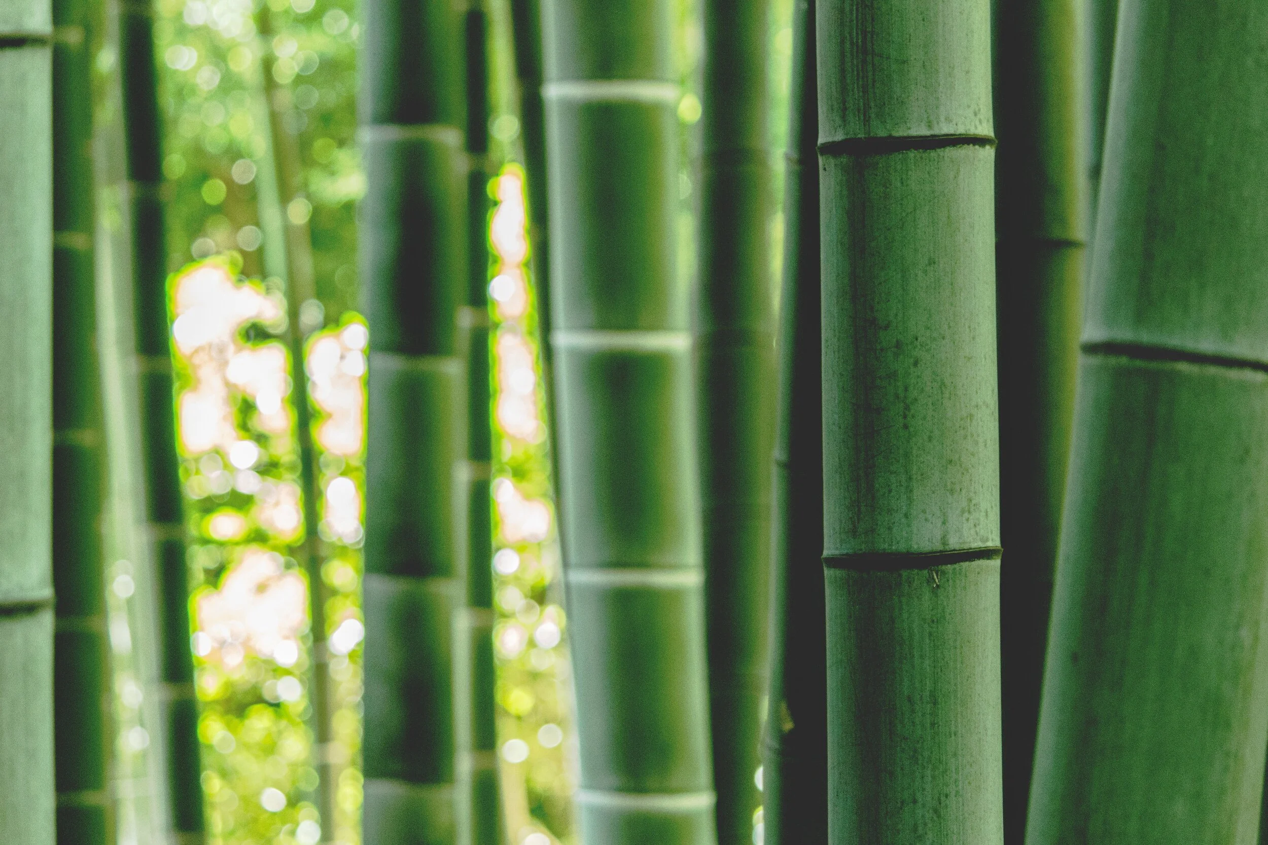 Is Bamboo Really The Superior Material For Sustainable Living?