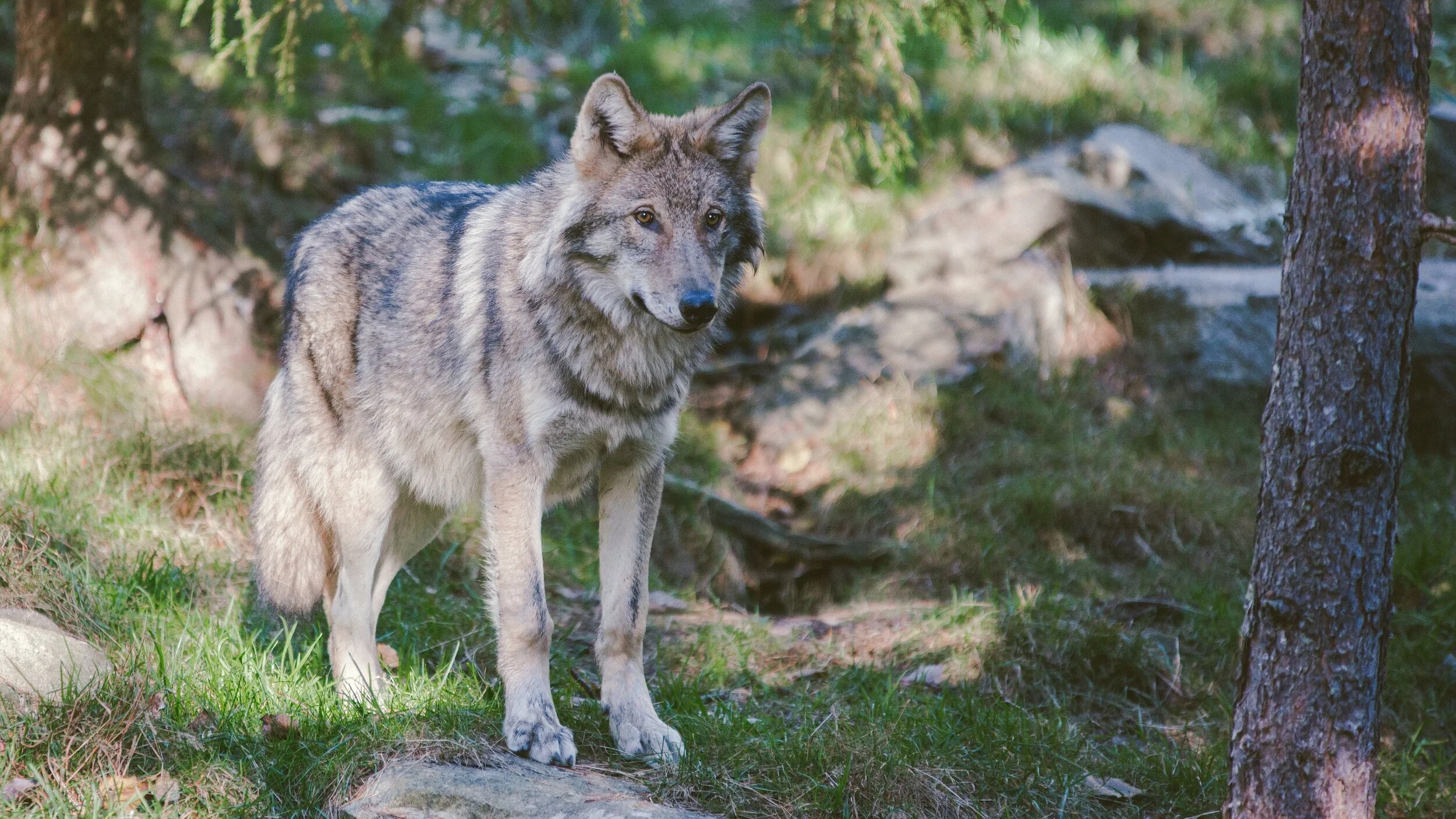 After Almost A Century, Wolves Are Returning To California