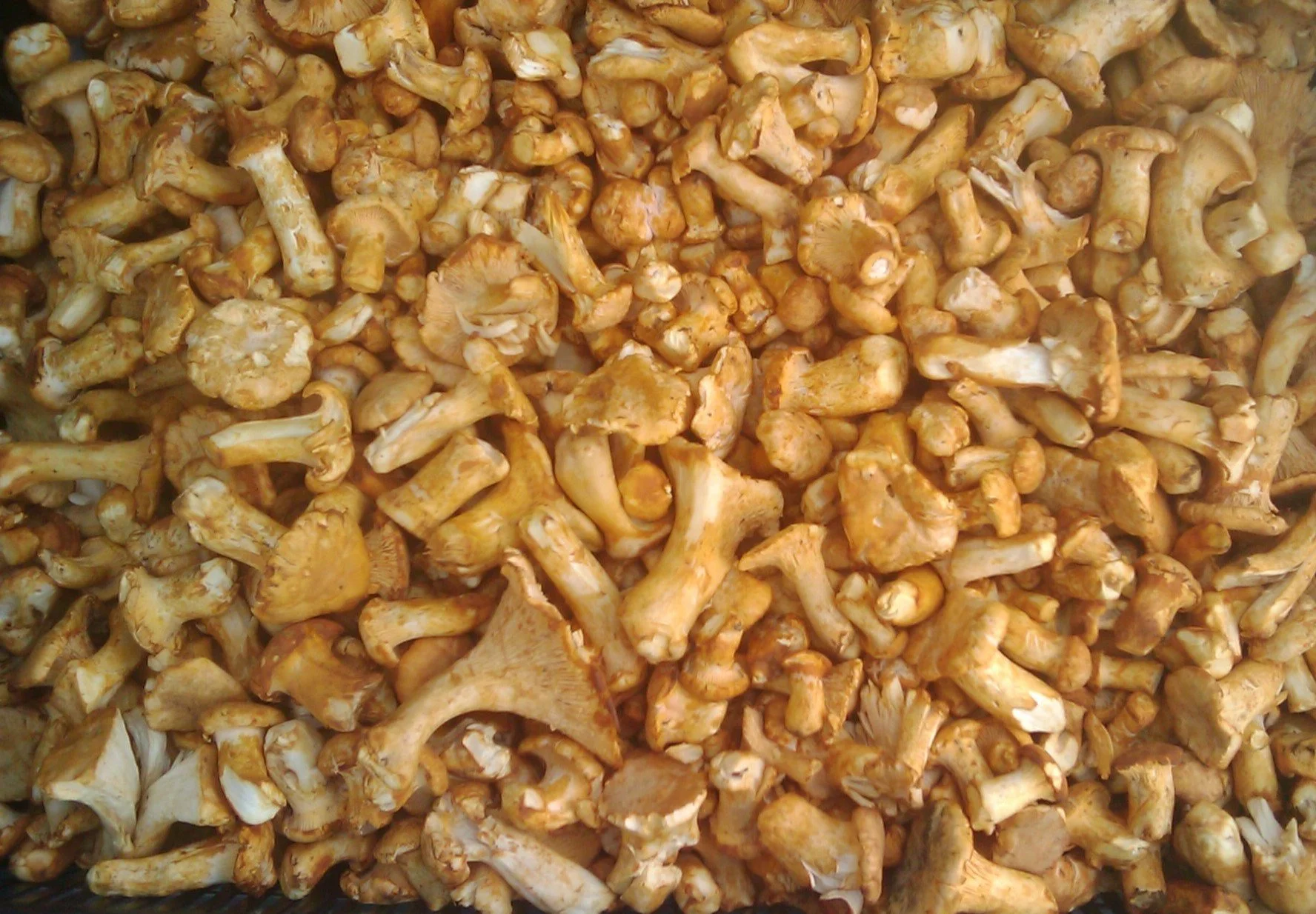 chanterelles.JPG