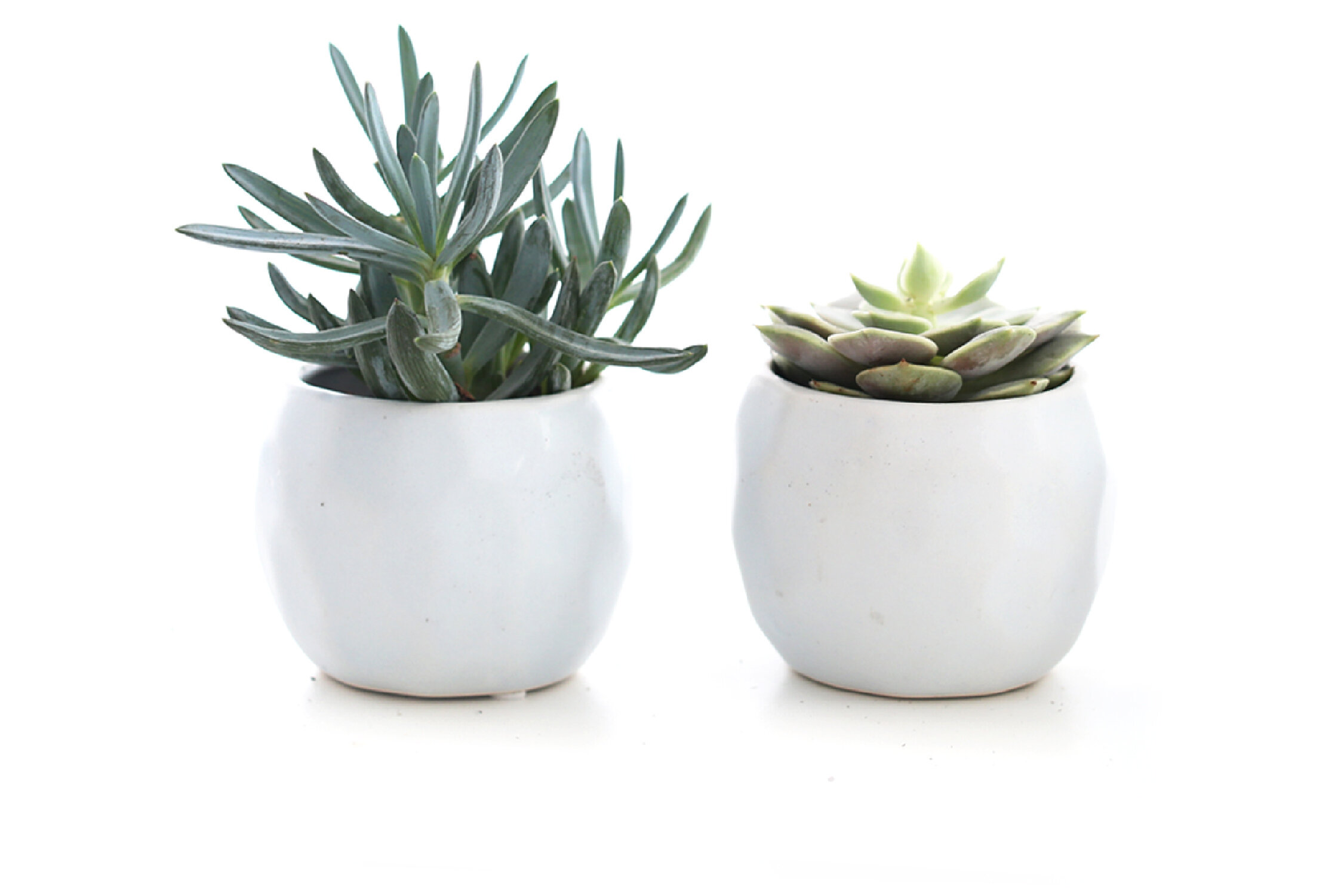 , Plants by Post 3.5 Mini Live Succulent in Blue Geometric Ceramic Pot Set of 2 