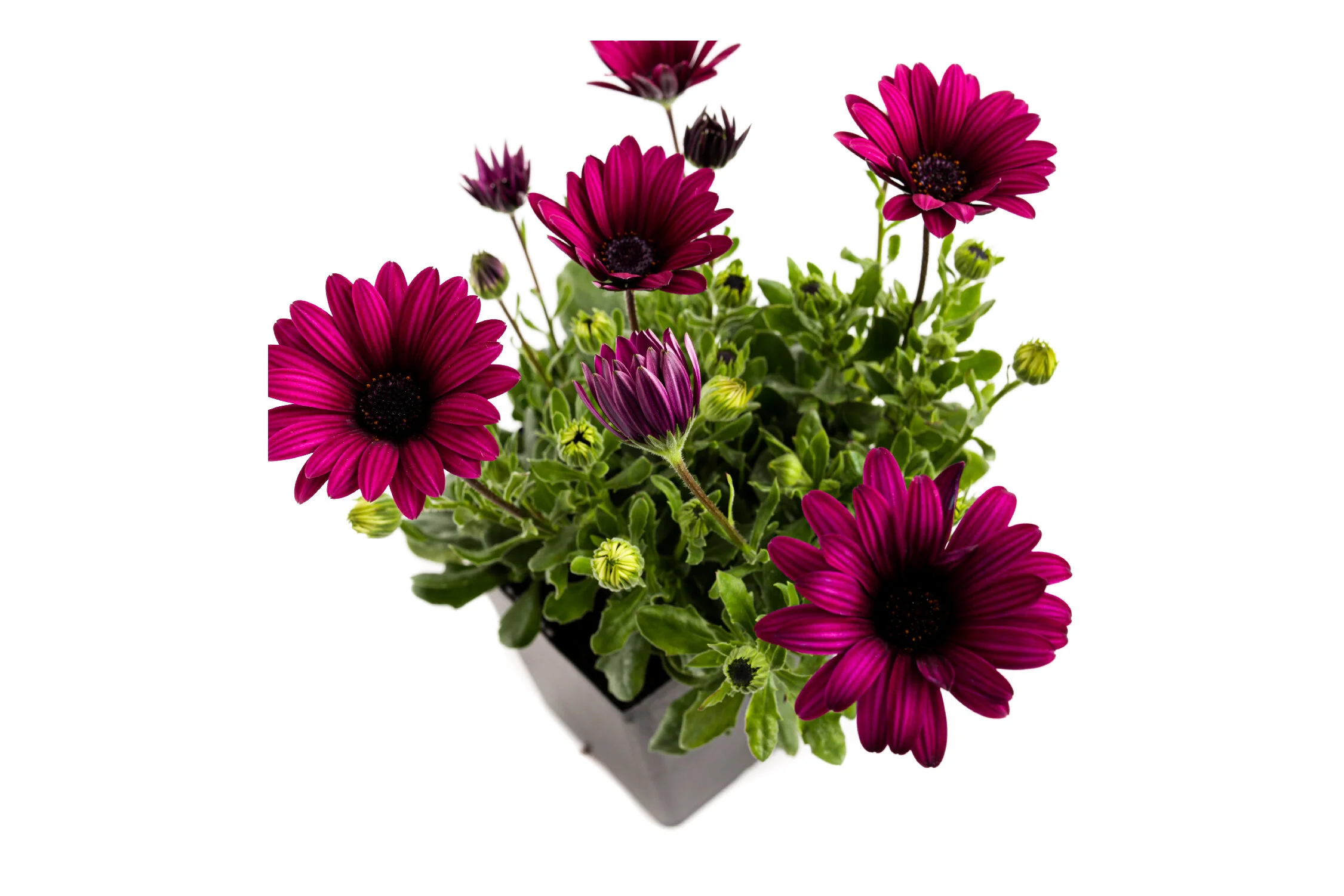 Shop All Plants — Plants by Post