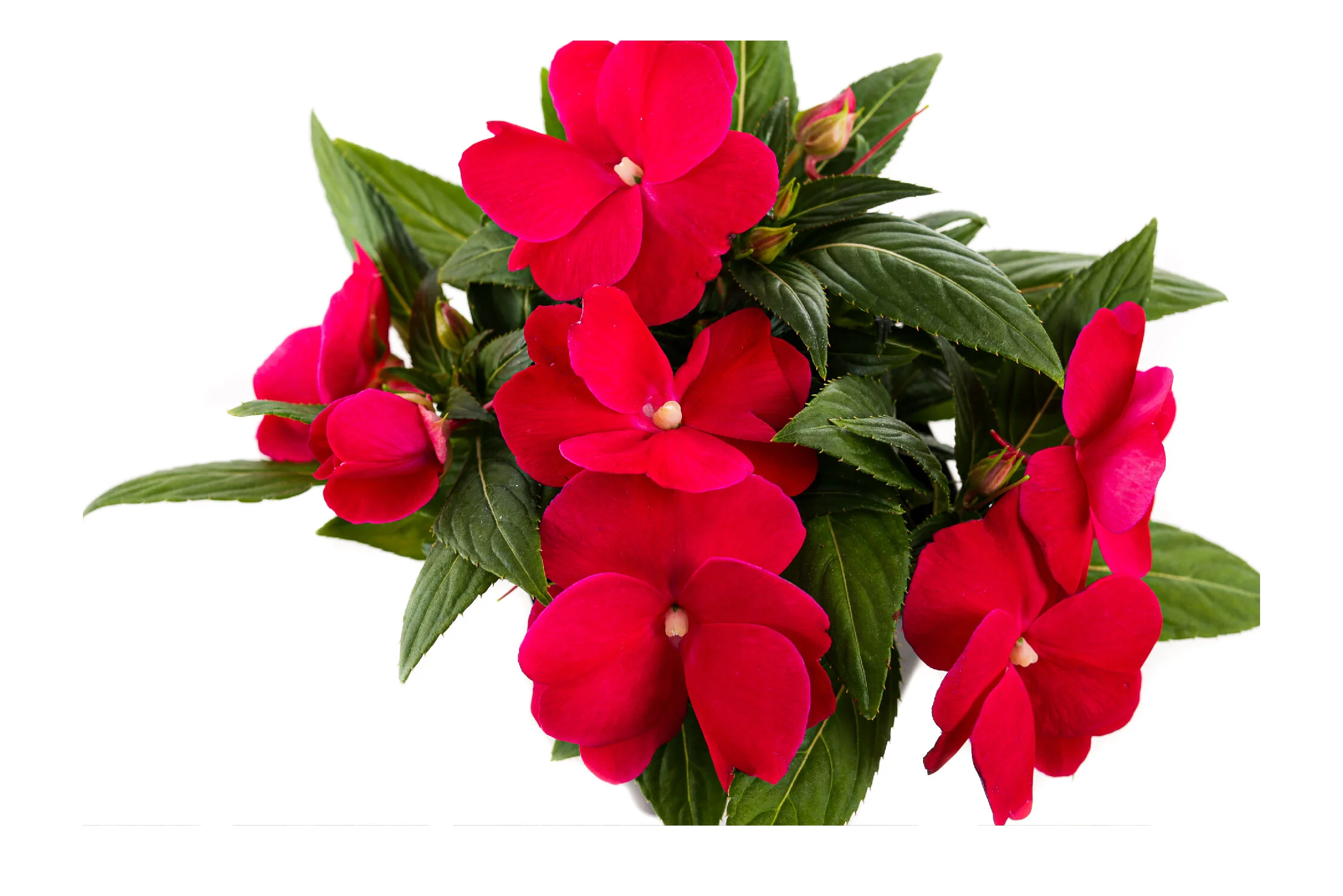 Shop All Plants — Plants by Post