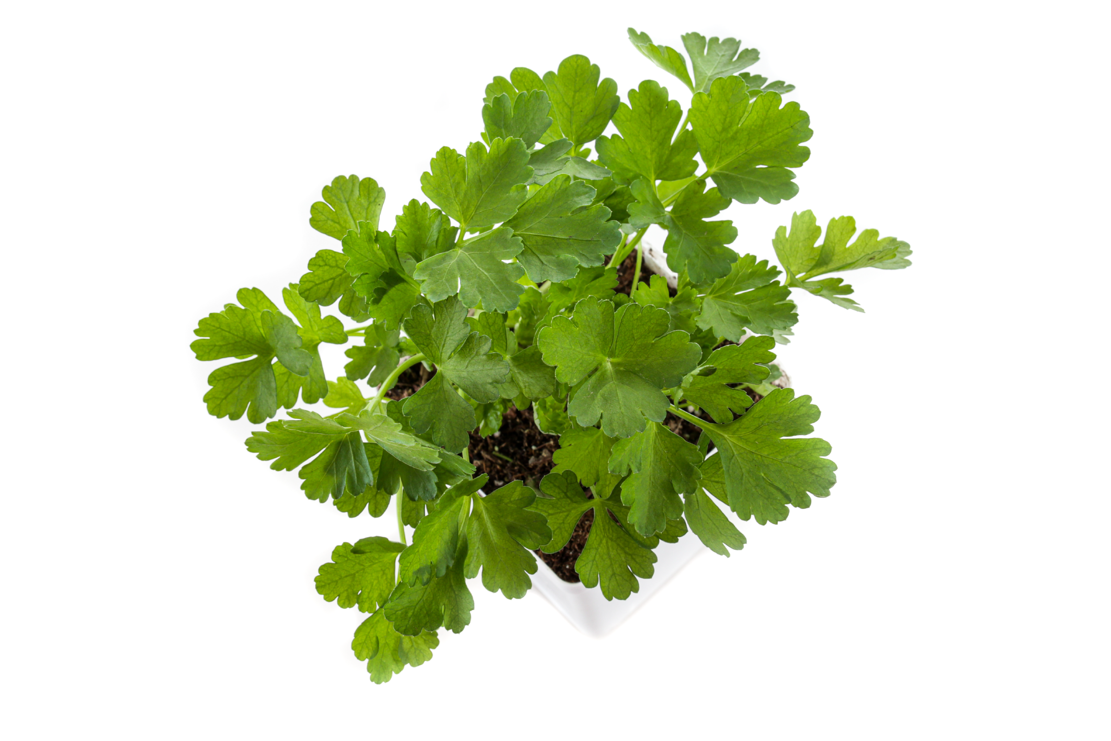 Shop All Plants — Plants by Post