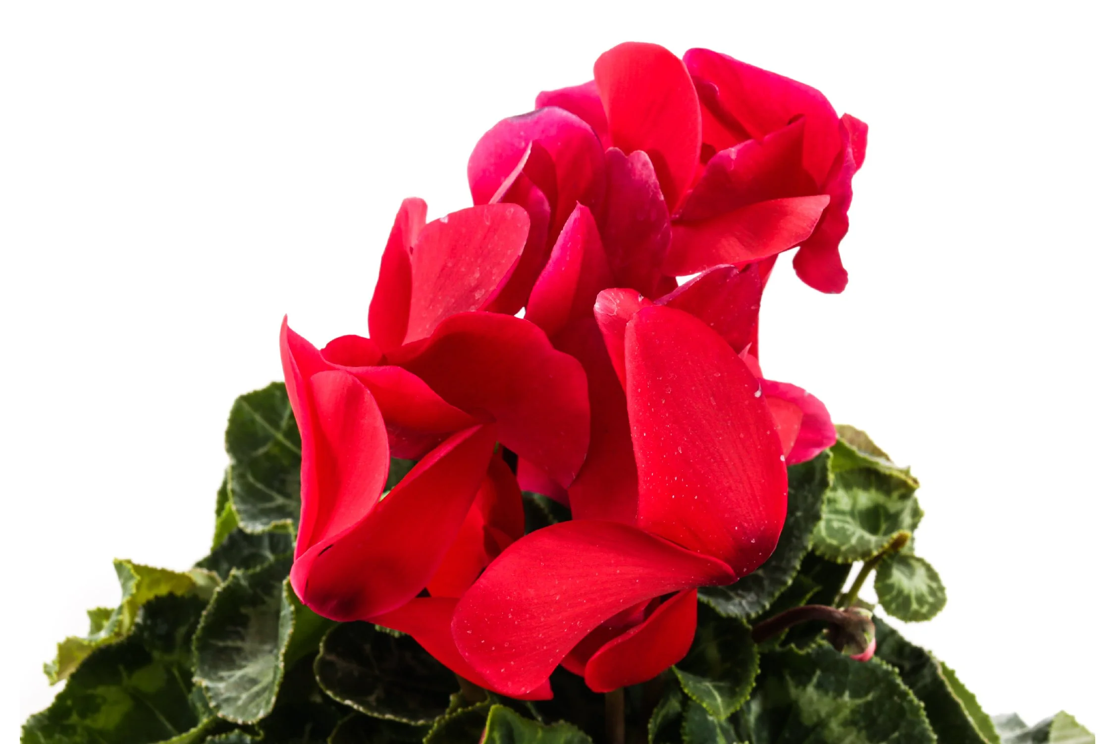 Blue Modern Weave Succulent Set — Plants by Post