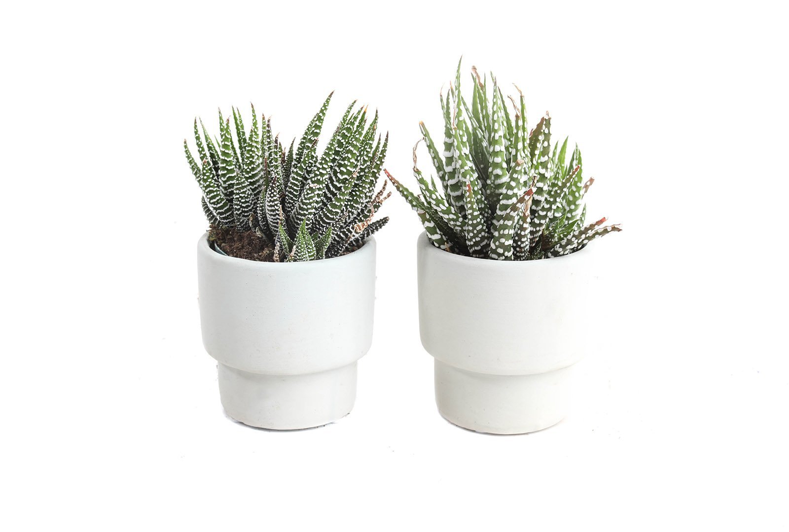 haworthia+greige.jpeg