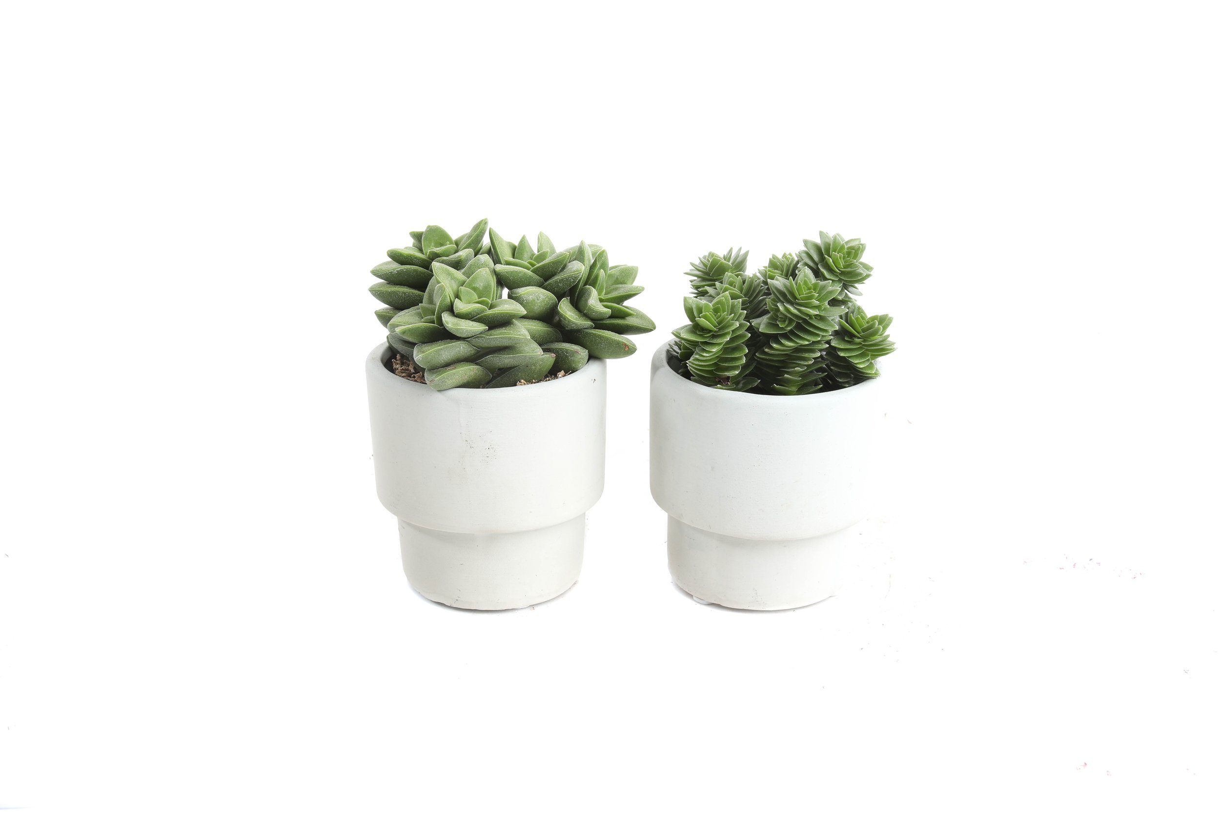 2.5in+-+Crassula+-+Greige.jpg