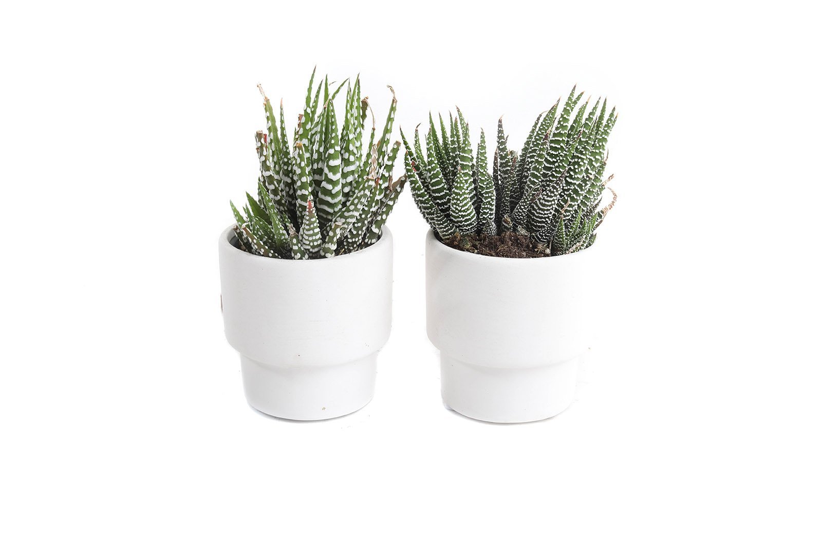 haworthia+white.jpeg