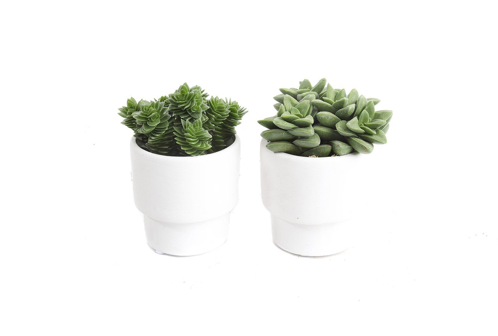 white+crassula.jpeg