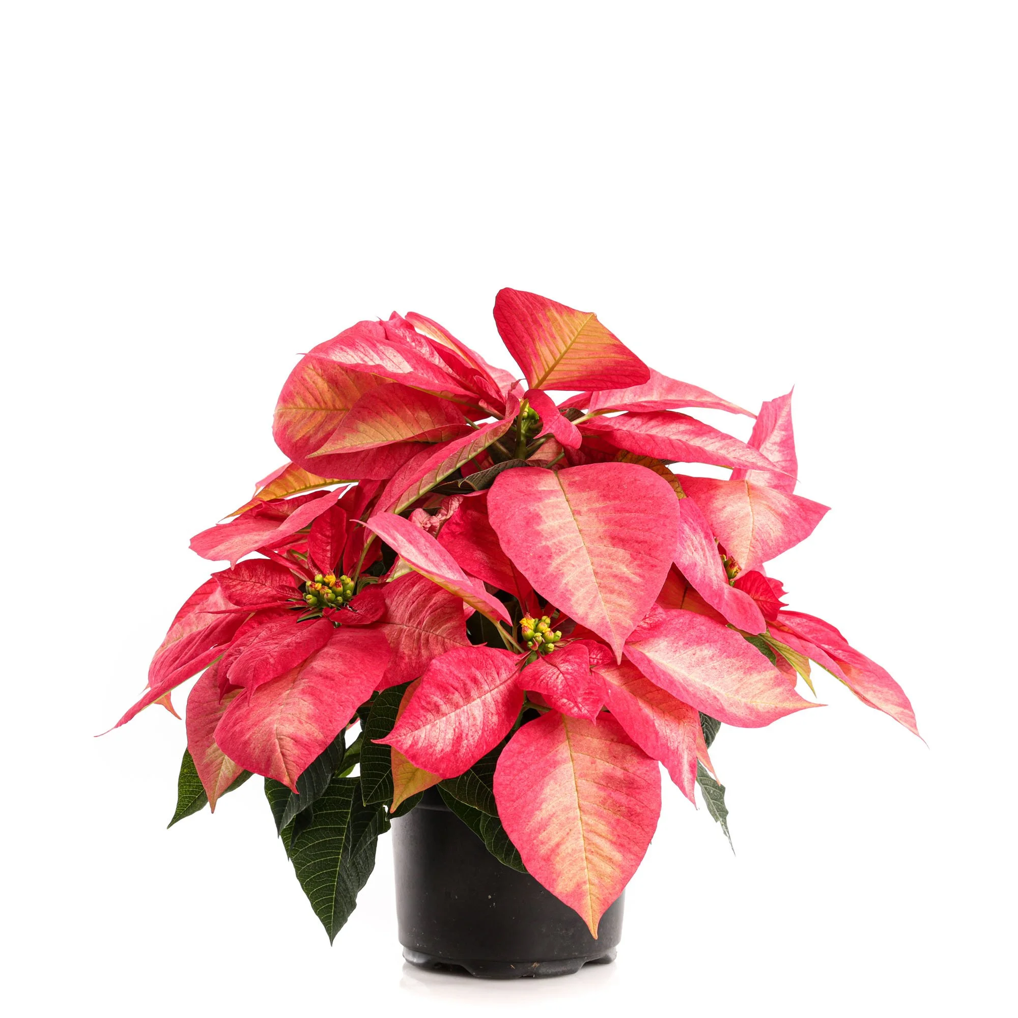 Shop All Plants — Plants by Post