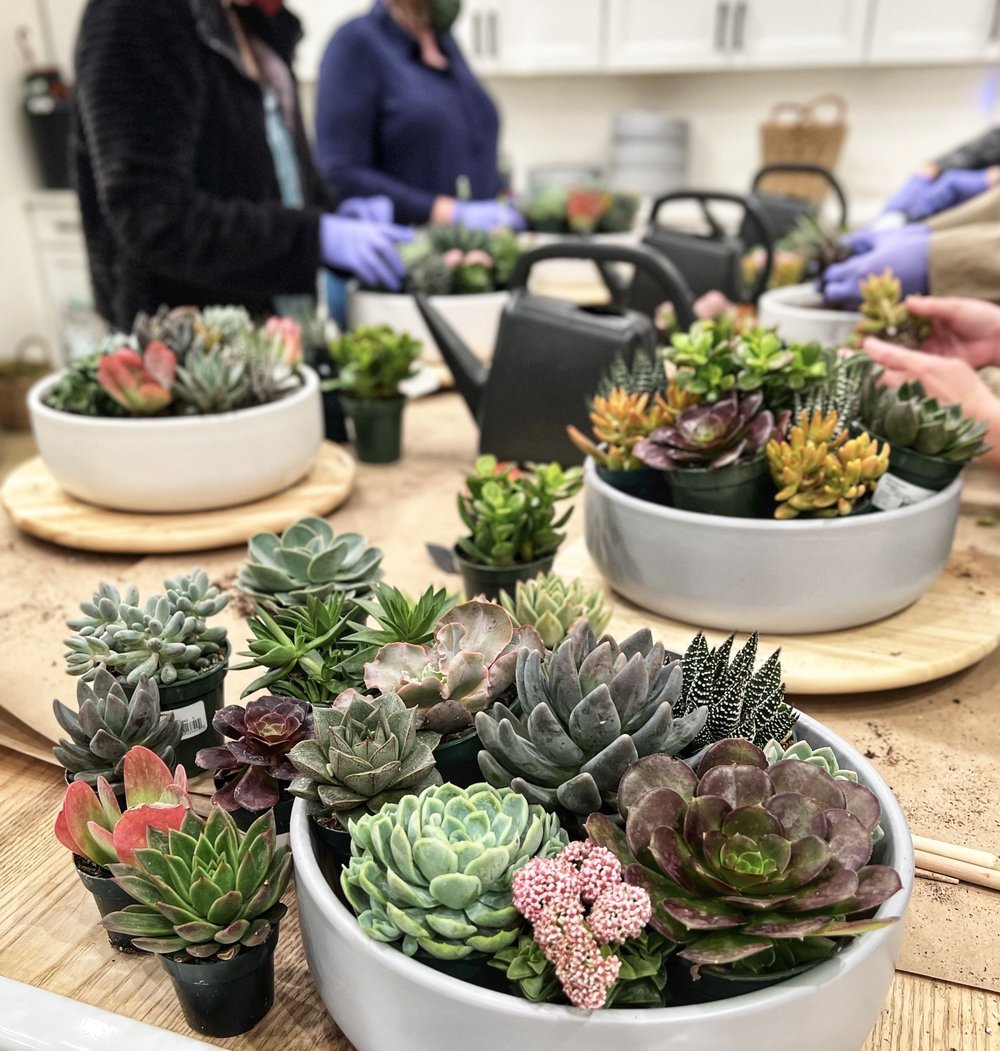 Succulent Arranging Workshop