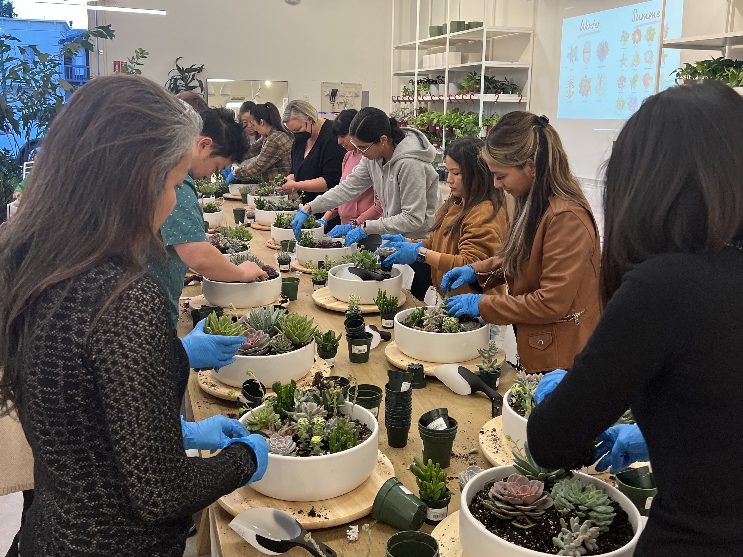 Succulent Arranging Workshop