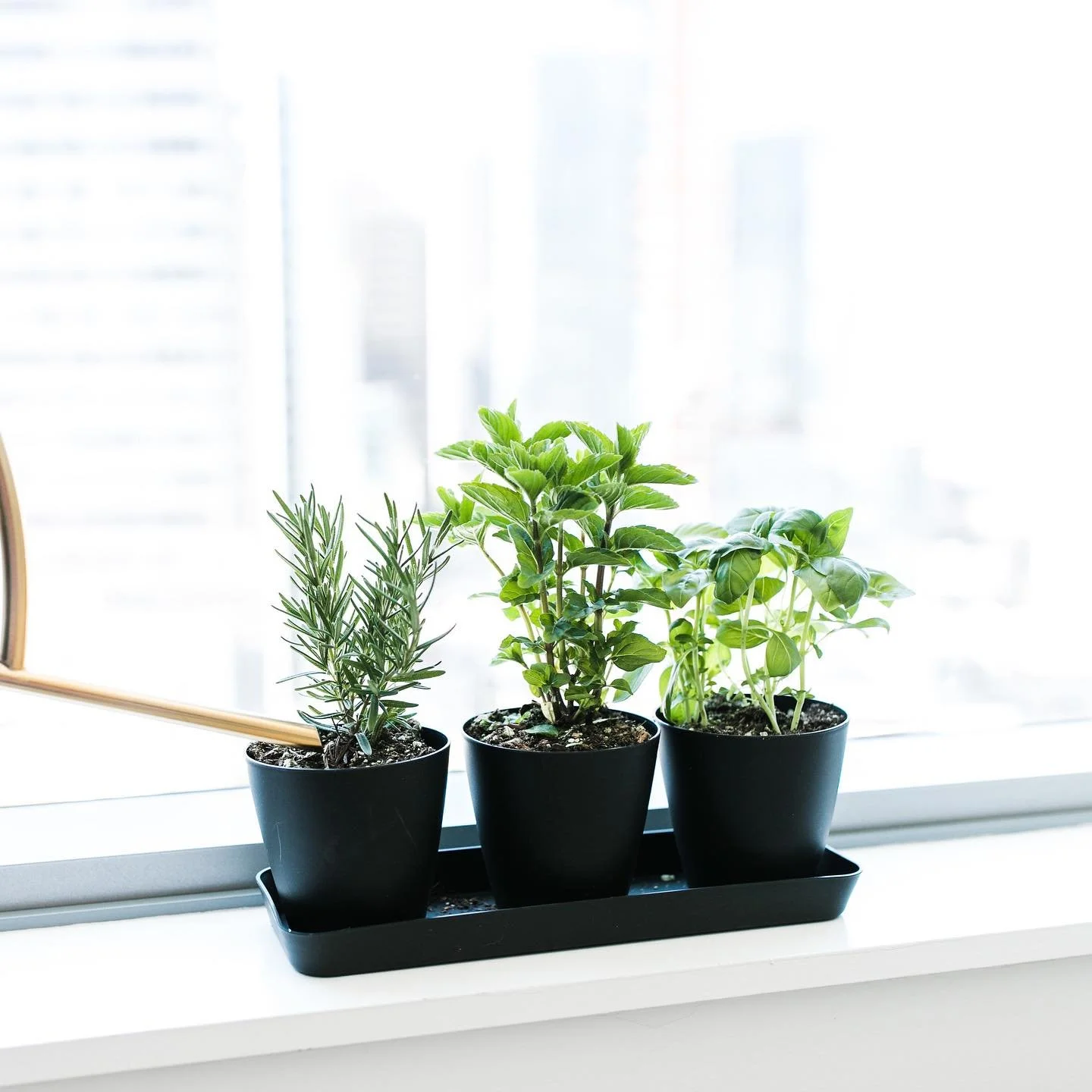 Herbs you can grow indoors all year:

&bull; Basil
&bull; Chives
&bull; Oregano
&bull; Parsley
&bull; Rosemary
&bull; Sage
&bull; Mint
&bull; Thyme

#indoorherbgarden #herbgarden