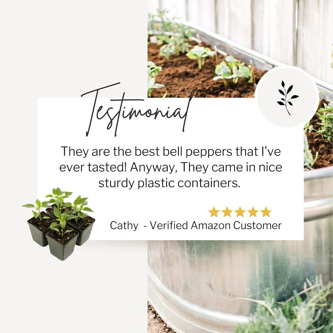 38 five-star reviews for a reason 🌟 It's spring and time to start your veggie garden! Get your bell peppers on Amazon today.

#springgarden #vegetablegarden