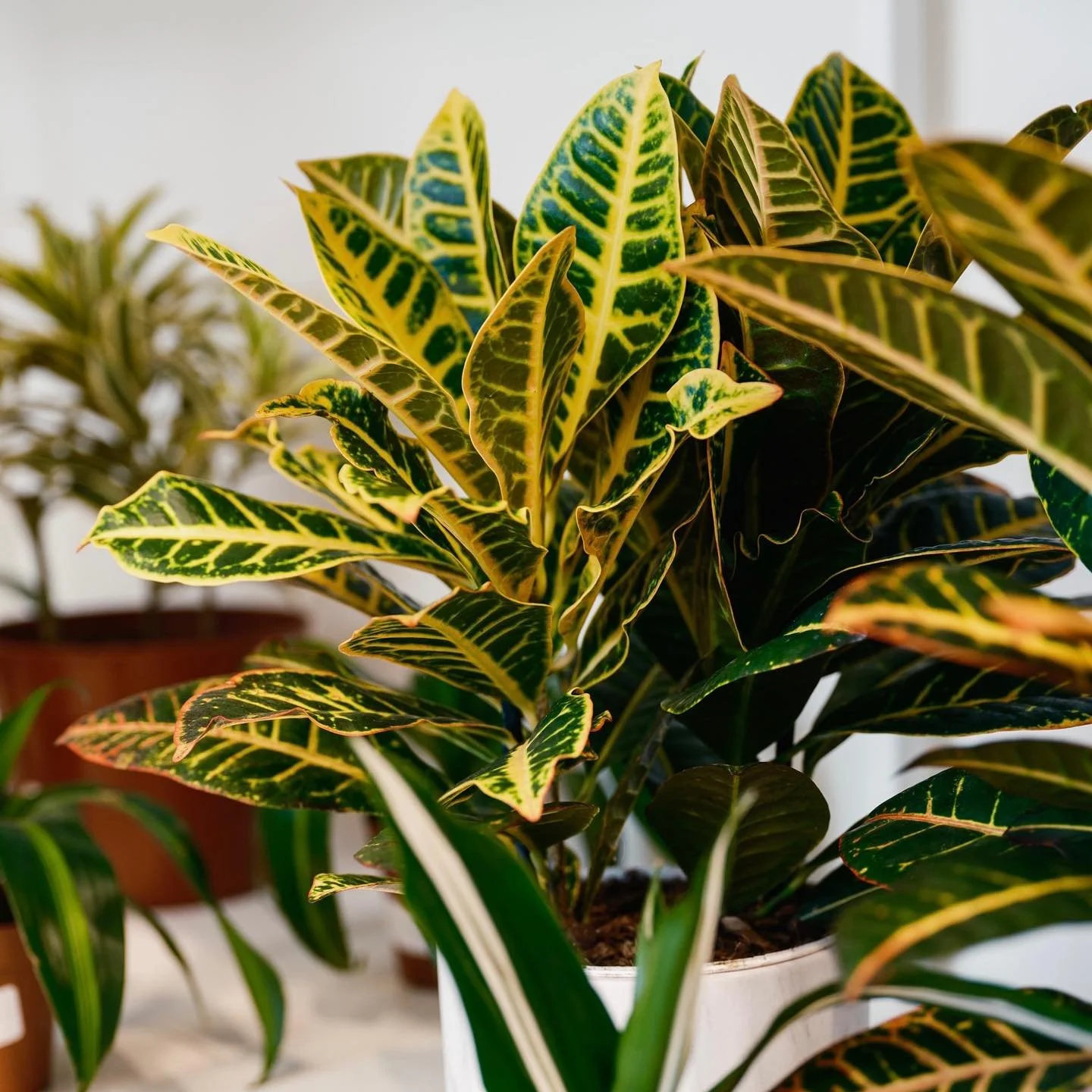 Swipe for your Croton Survival Guide👉🏼 Crotons are undoubtedly known for being tricky and high maintenance due to their tropical nature - but once they acclimate to their environment, they become much easier!

#crotontips #crotonplant #croton #hous