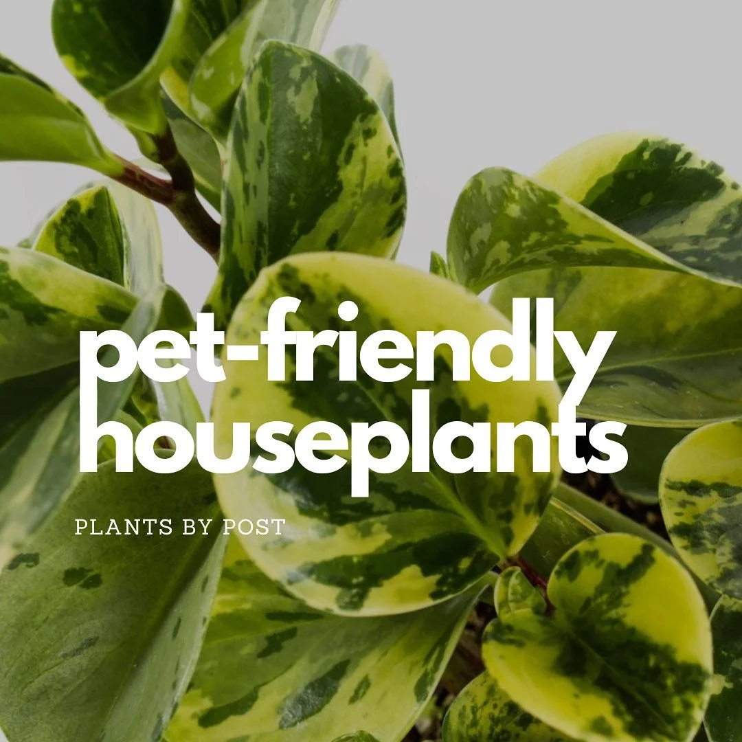 Swipe for some pet-friendly plant options🐶🪴These plants are listed as nontoxic but pets that eat too much plant material can still have digestive trouble. Hope this mini guide helps! #petfriendlyplants #houseplantsguide