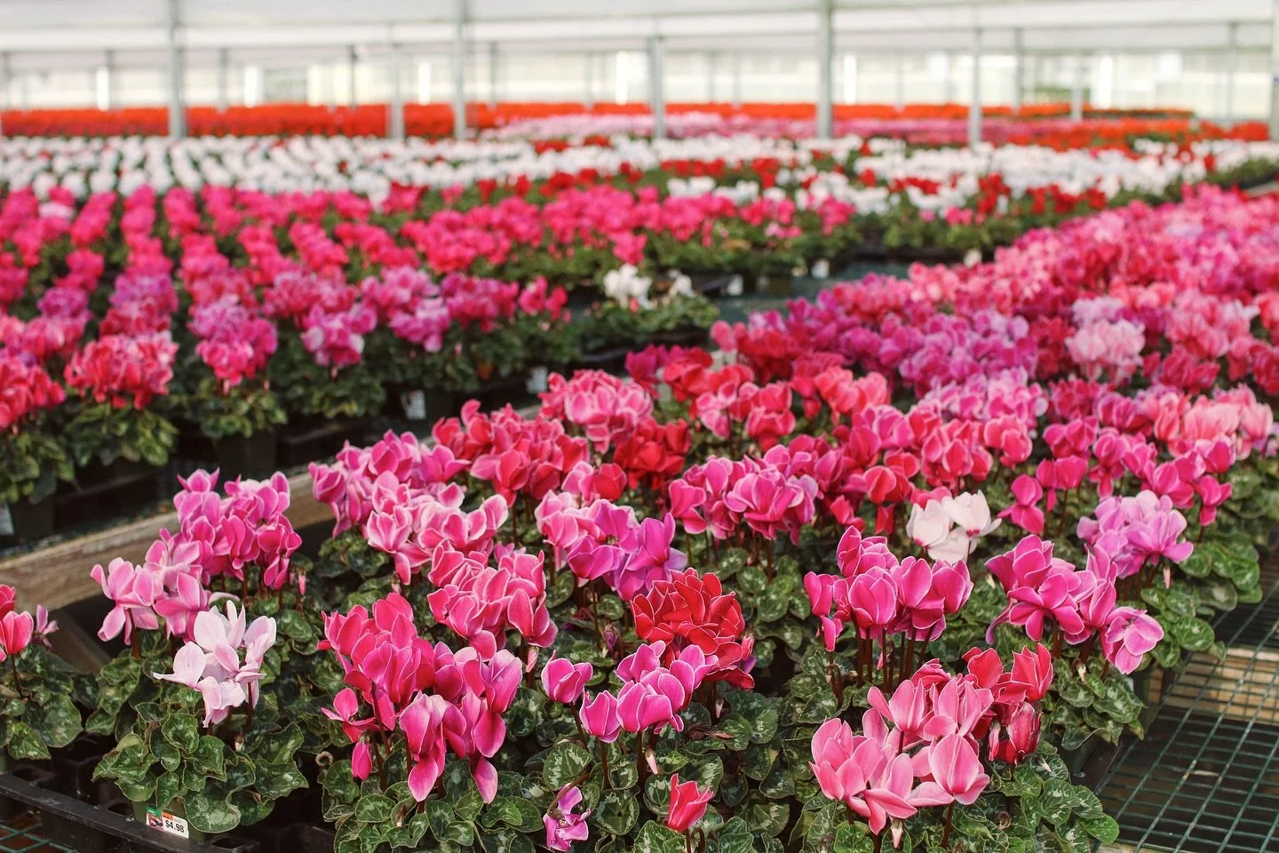 It's finally cyclamen season🥰 These are one of our favorite cool weather plants that also make great houseplants in the winter. 

#cyclamen #fallgardeninspo #fallgardening #hardyperennial