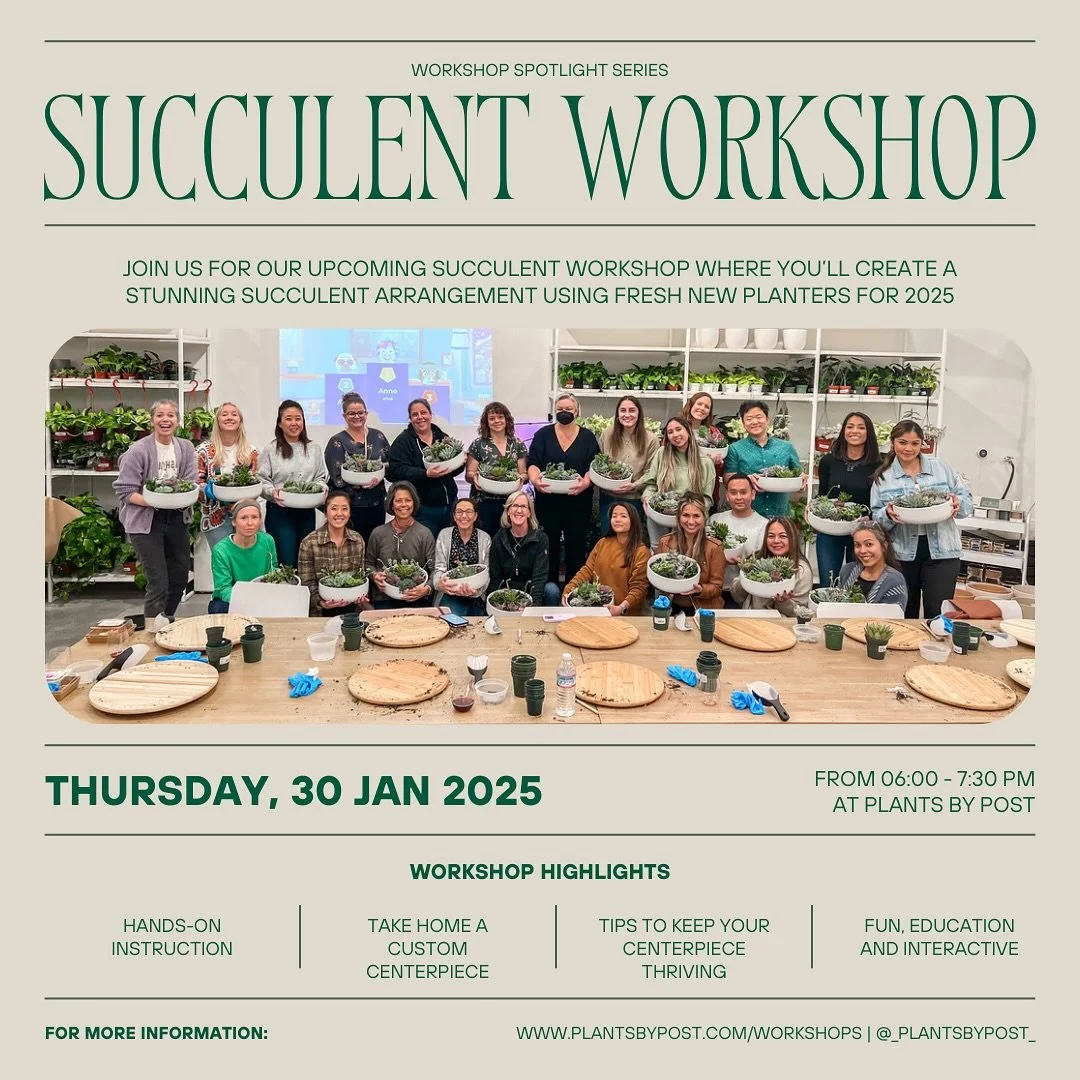 🌵✨ Workshop Spotlight Series: Succulent Planter Arranging Workshop ✨🌵

Our most popular workshop is back with a fresh twist for 2025! With over 25 succulent workshop sessions under our belt, we&rsquo;re bringing you brand-new 10&rdquo; ceramic pots
