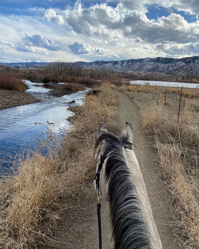 OTTB&rsquo;s make the best trail horses! .
.
.
.

#ottb #ottbsofinstagram #thoroughbred #exracehorse #mountainlife #trailhorse #horse #horses