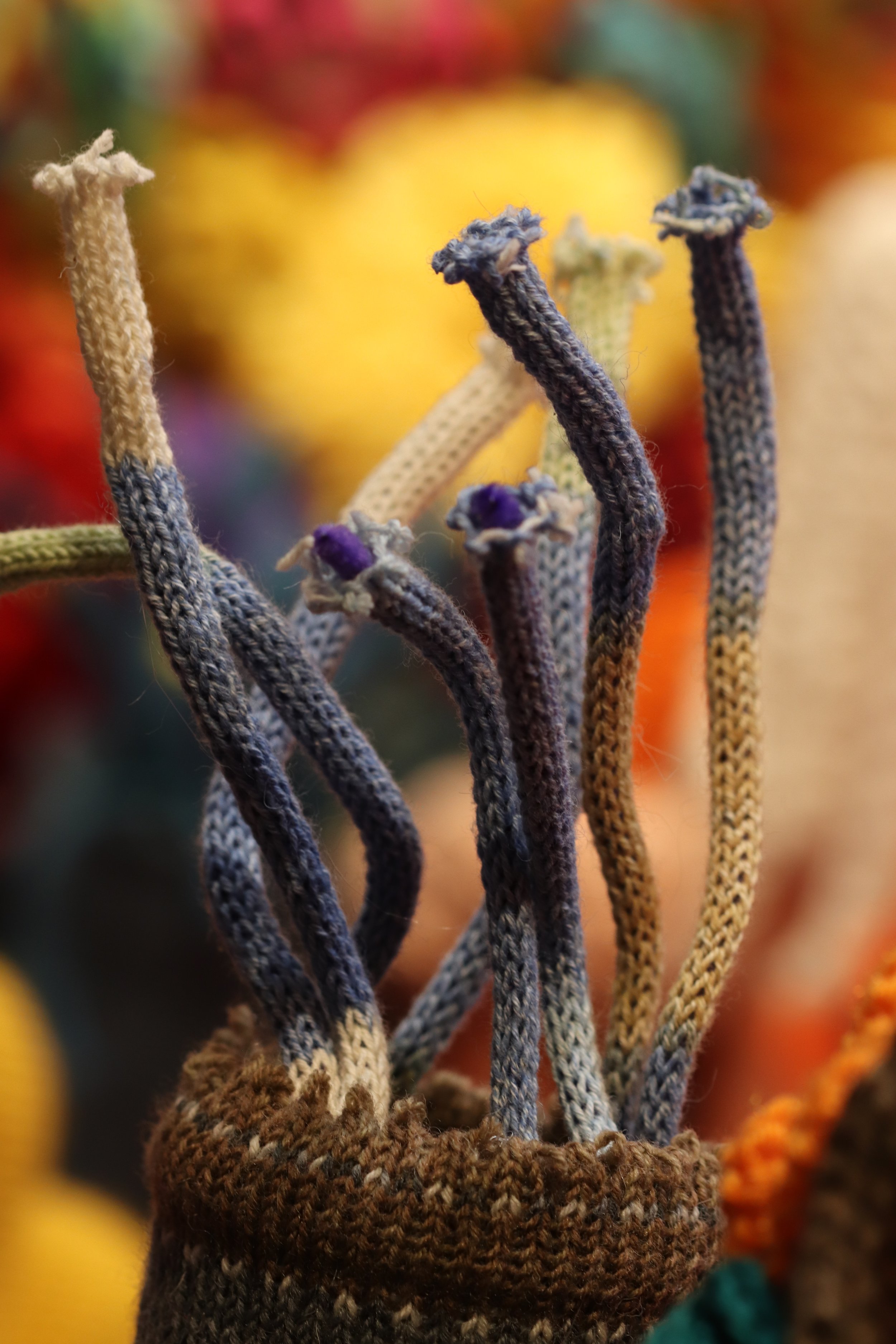 Corals4.jpg