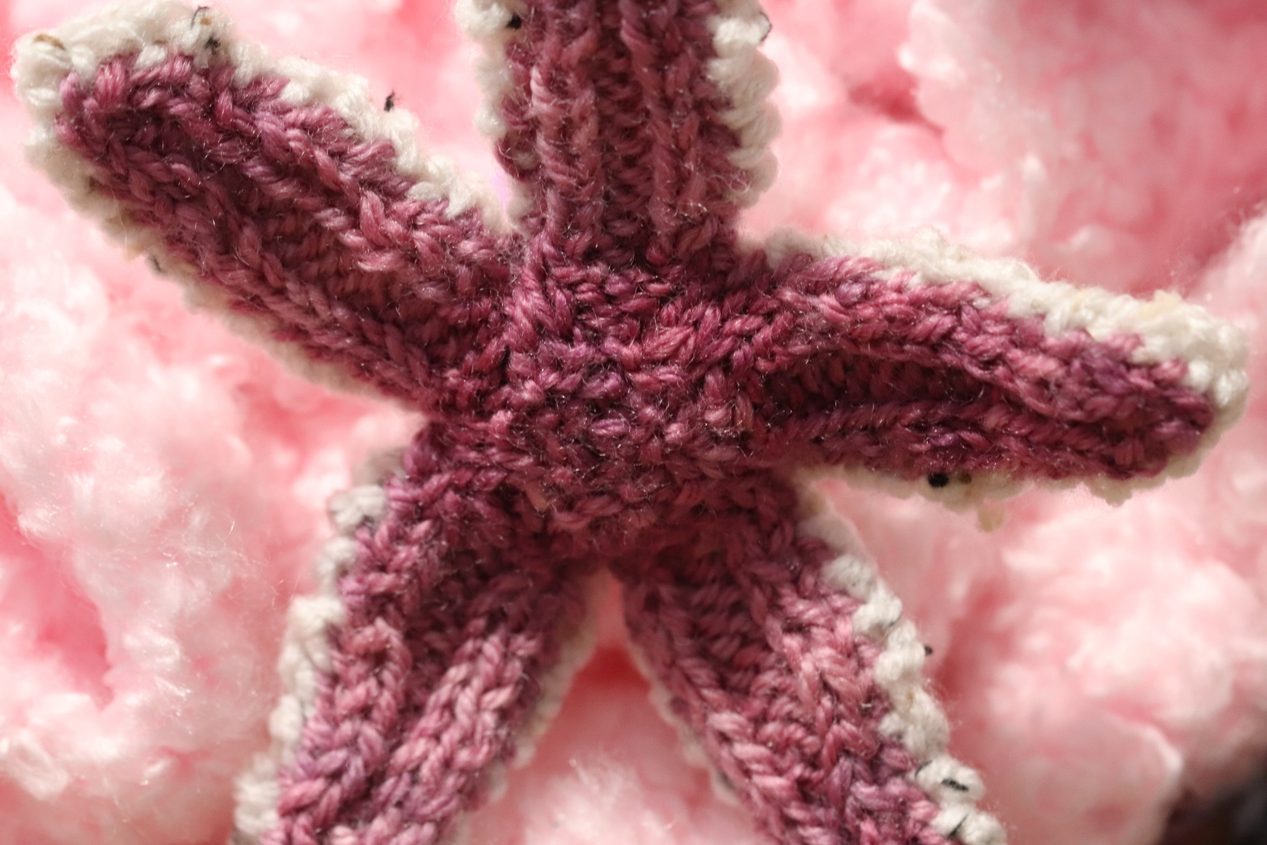 Seastar2.jpg