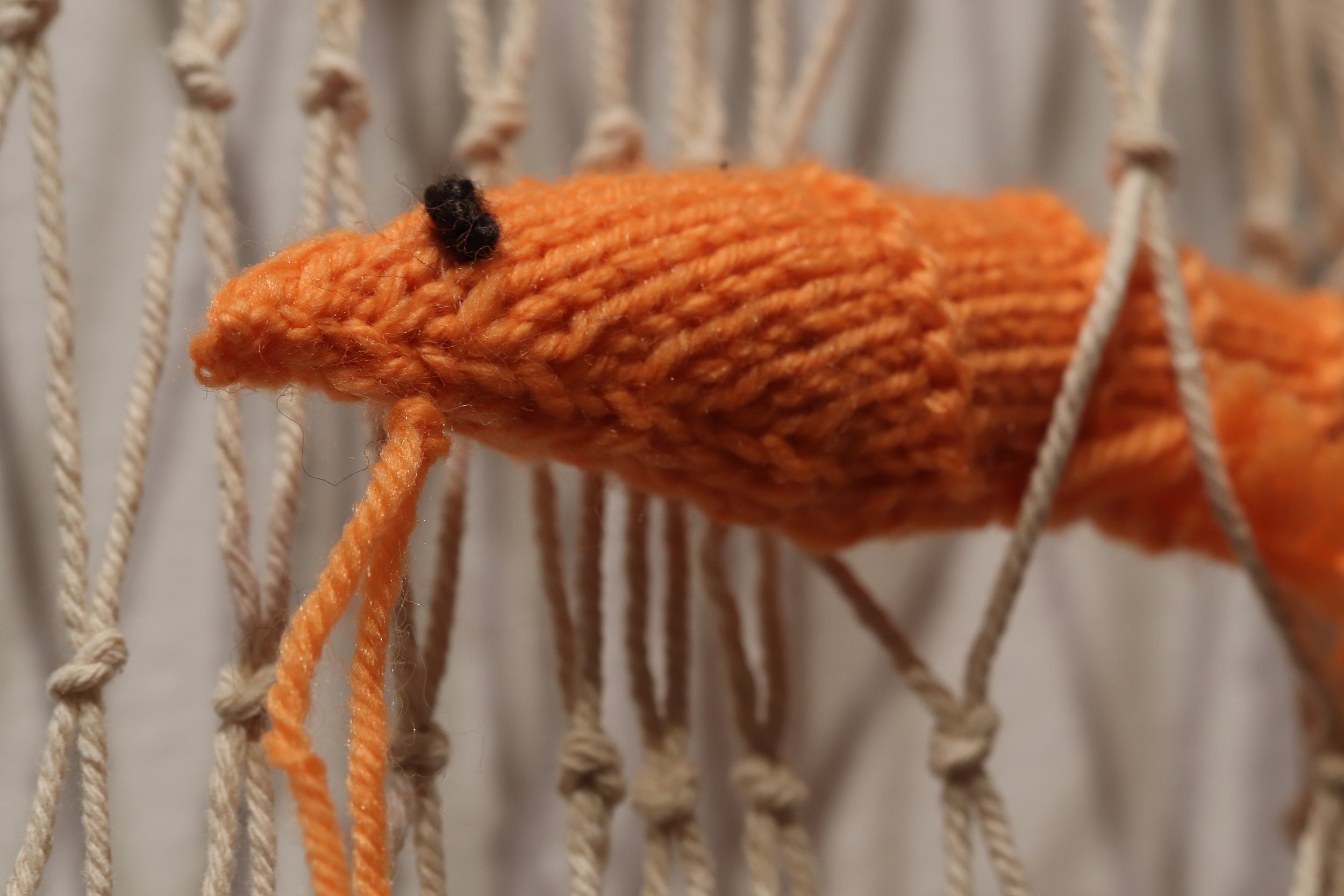Shrimp2.jpg
