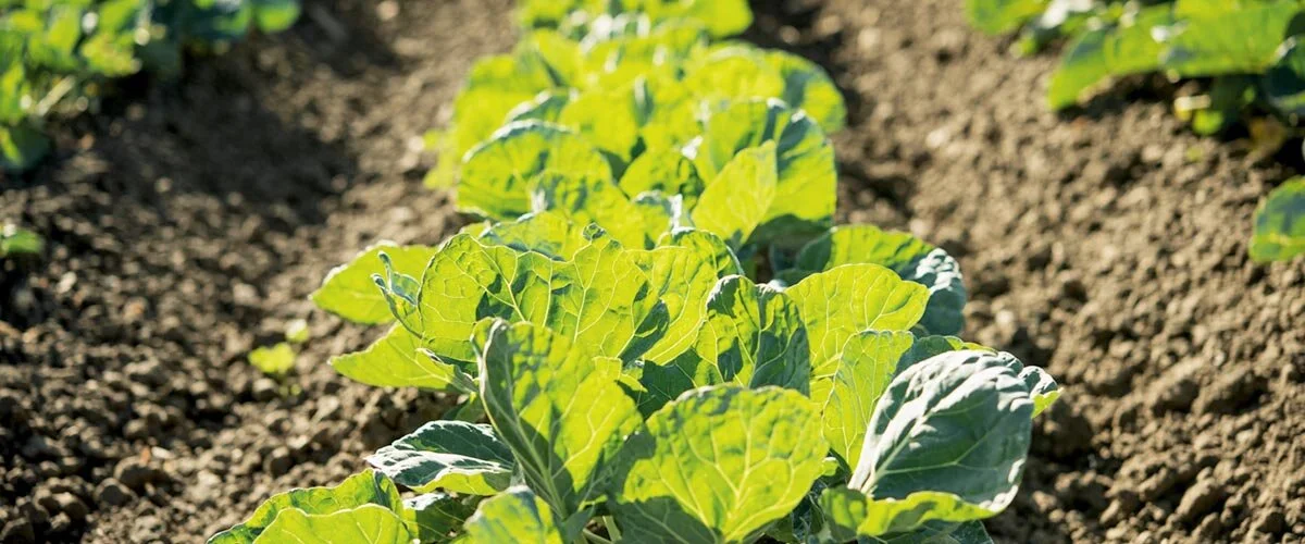 How powders, juices and purees could save the industrial food complex