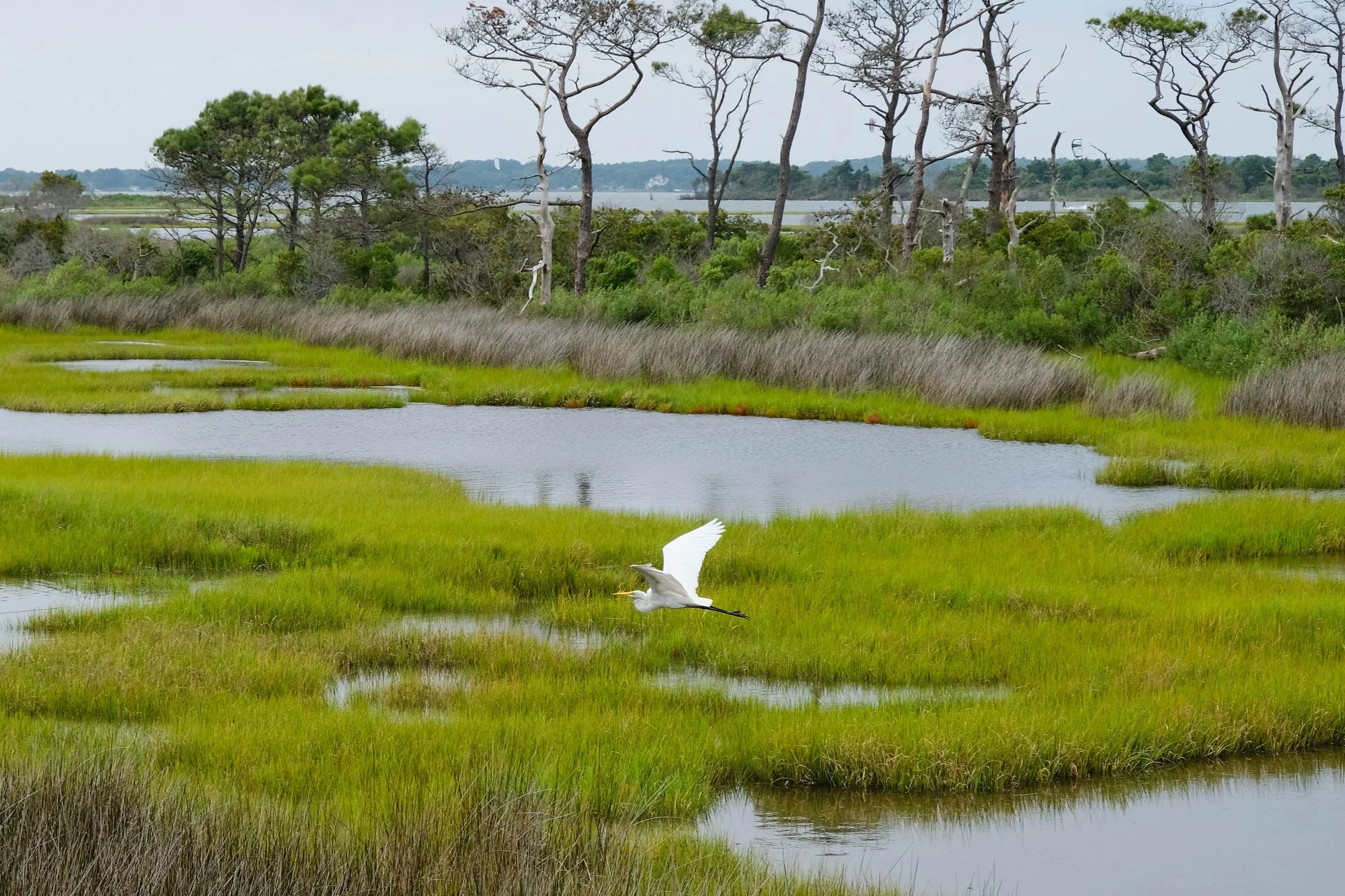 1,500 Square Miles of Coastal Wetlands Have Vanished in Two Decades